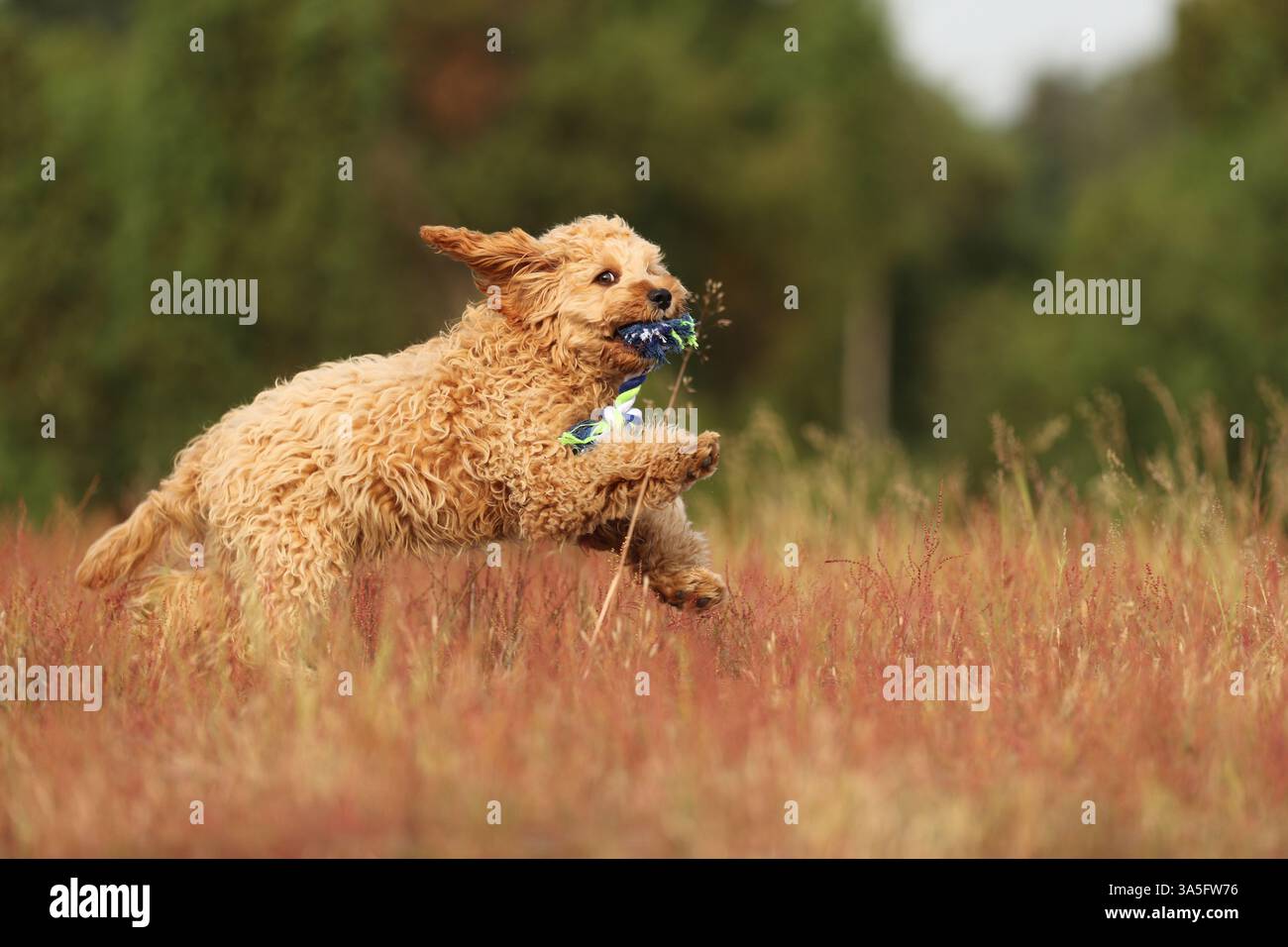 Cockerpoo Banque D'Images