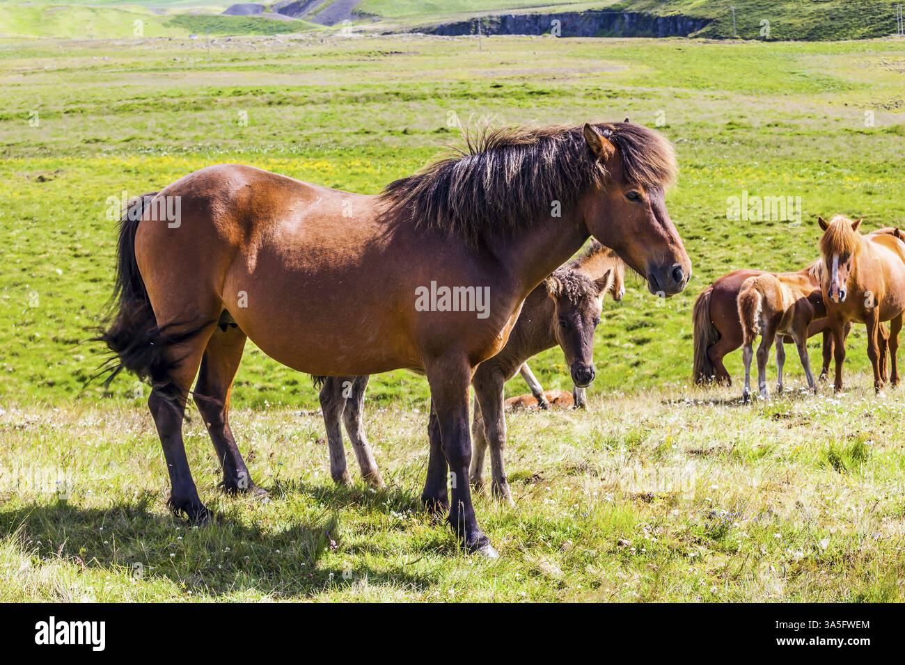 Troupeau de chevaux fabuleusement beaux et gentils d'une race islandaise unique. Toundra islandaise. Coucher de soleil d'été doré. Tourisme écologique, actif et photo Banque D'Images