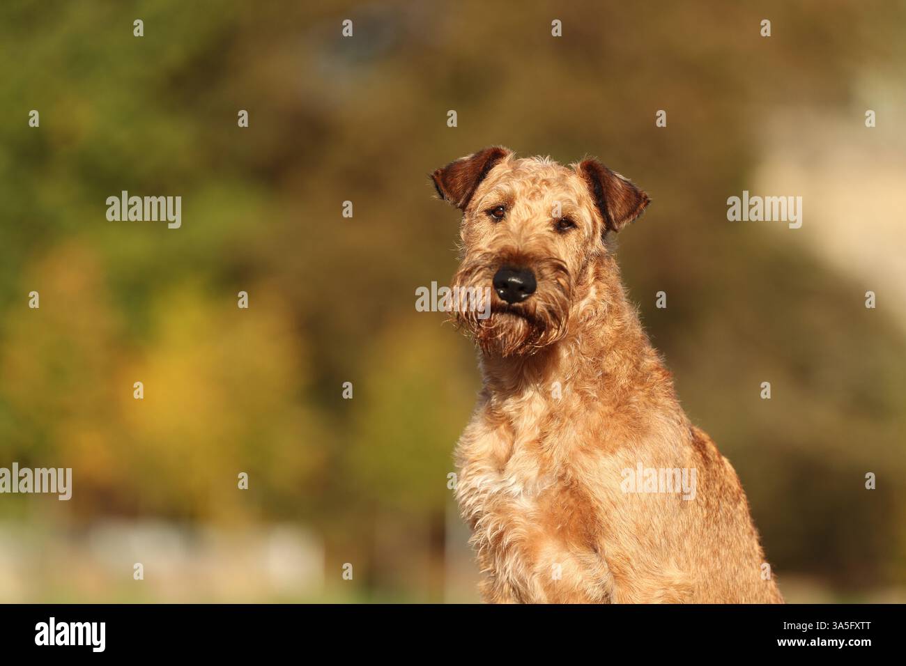 Terrier irlandais Banque D'Images