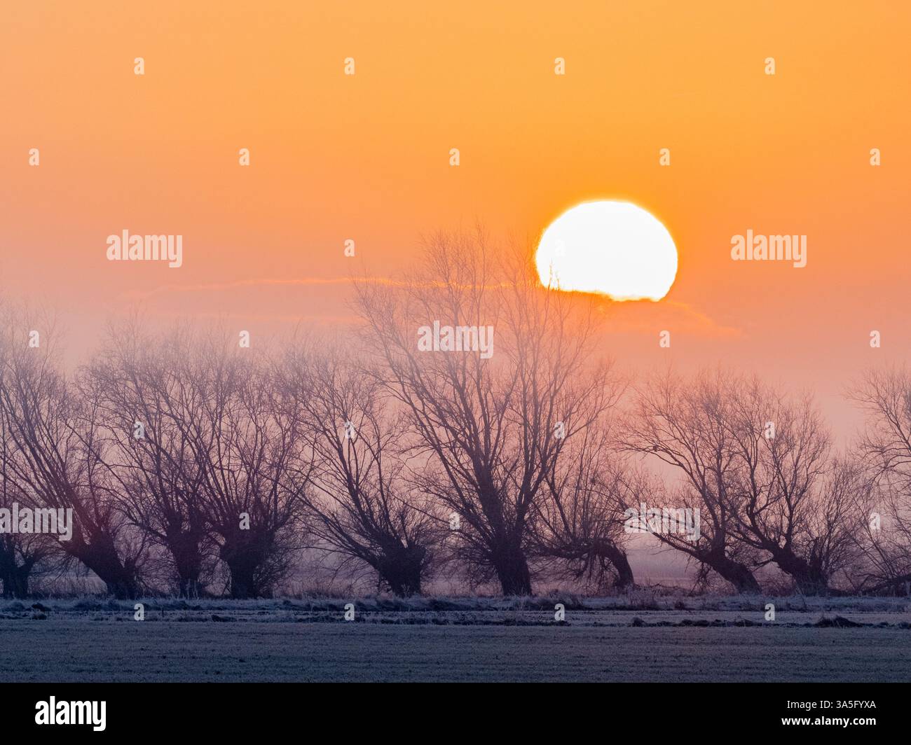 Soleil levant au-dessus des saules pollardés par un matin brumeux, Aldreth, Cambrdigeshire, Angleterre Banque D'Images