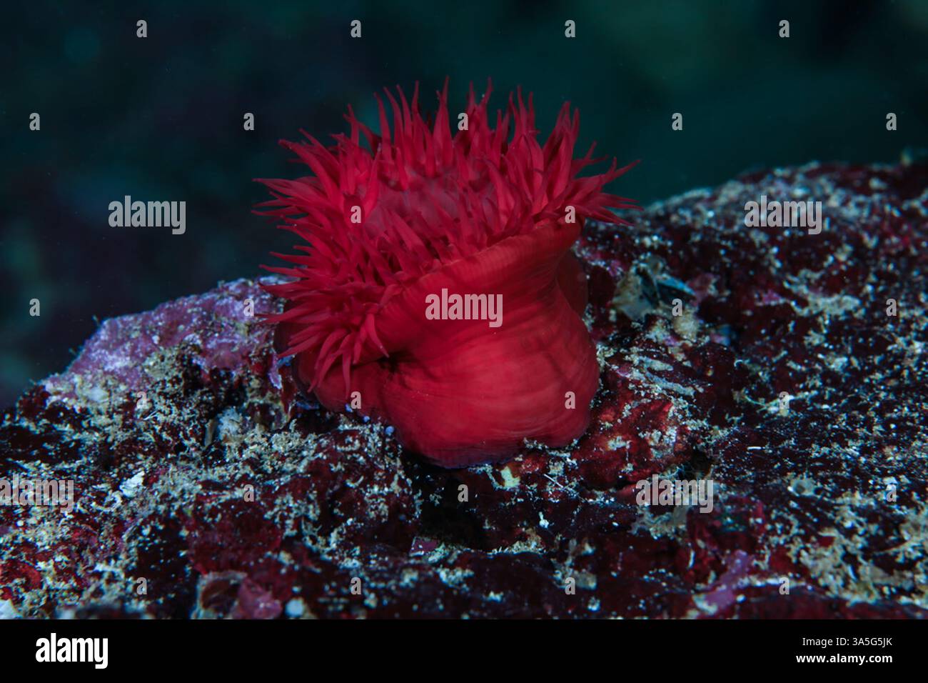 Anémone de mer Actinia mediterranea Banque D'Images