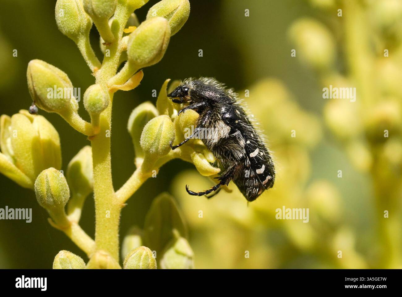 Chafer tacheté méditerranéen, Oxythyrea funesta sur un avocat. Espagne. Banque D'Images
