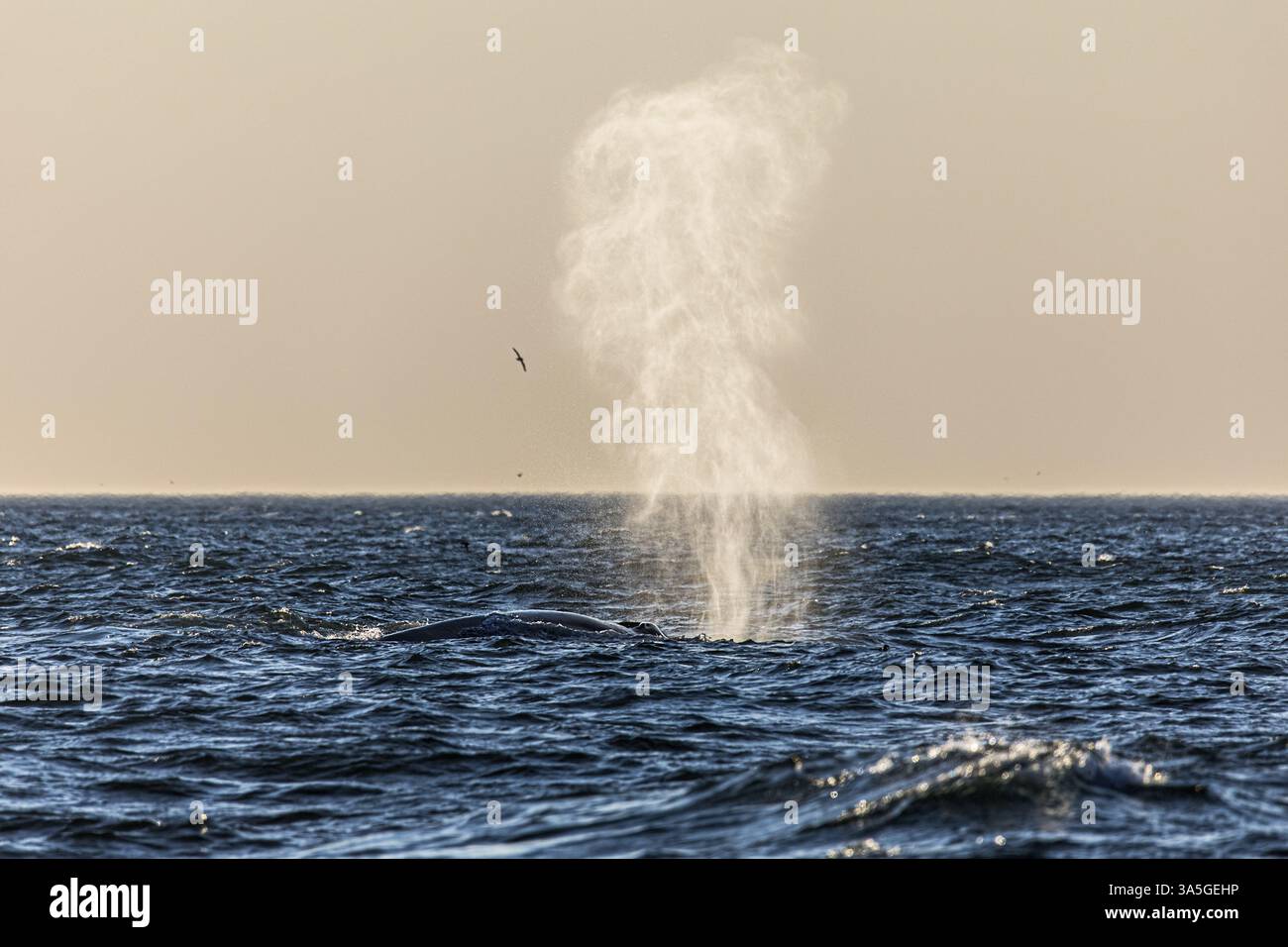 baleine bleue Banque D'Images