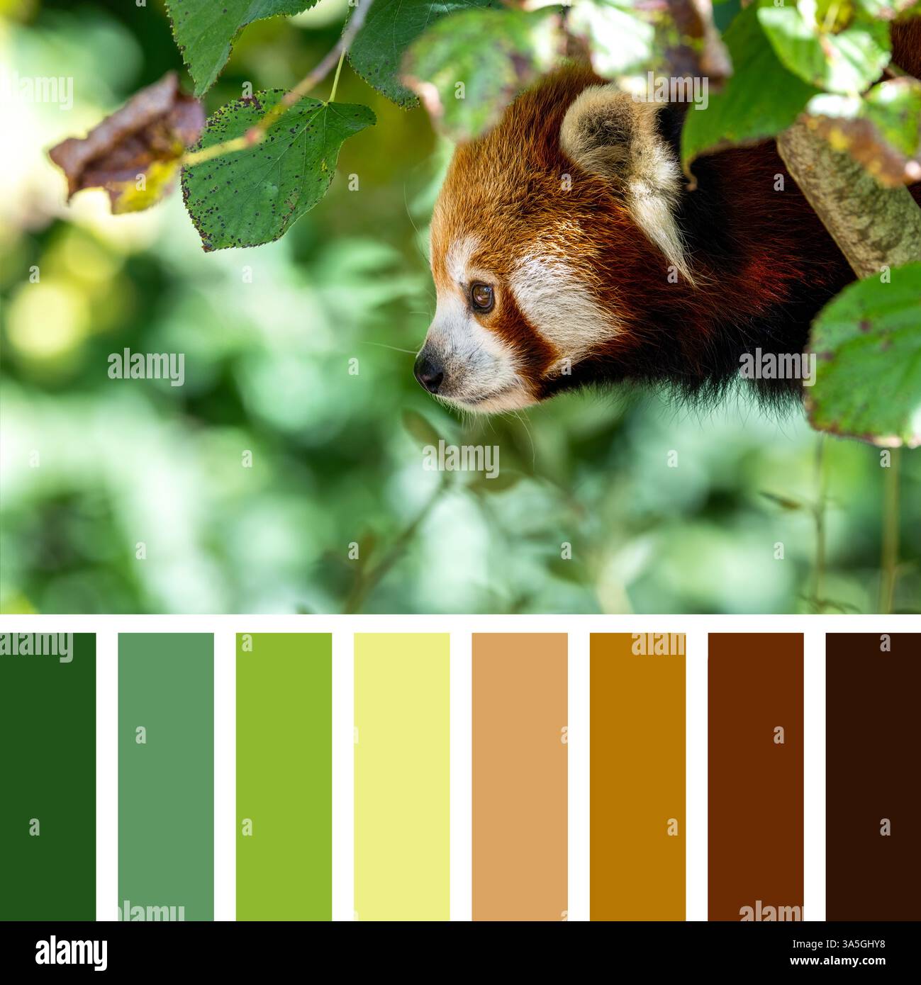 Panda rouge, également connu sous le nom de petit panda, firefox ou chat-ours, avec fond de feuillage. Cette créature est indigène de l'Himalaya et de la Chine. Dans a Banque D'Images