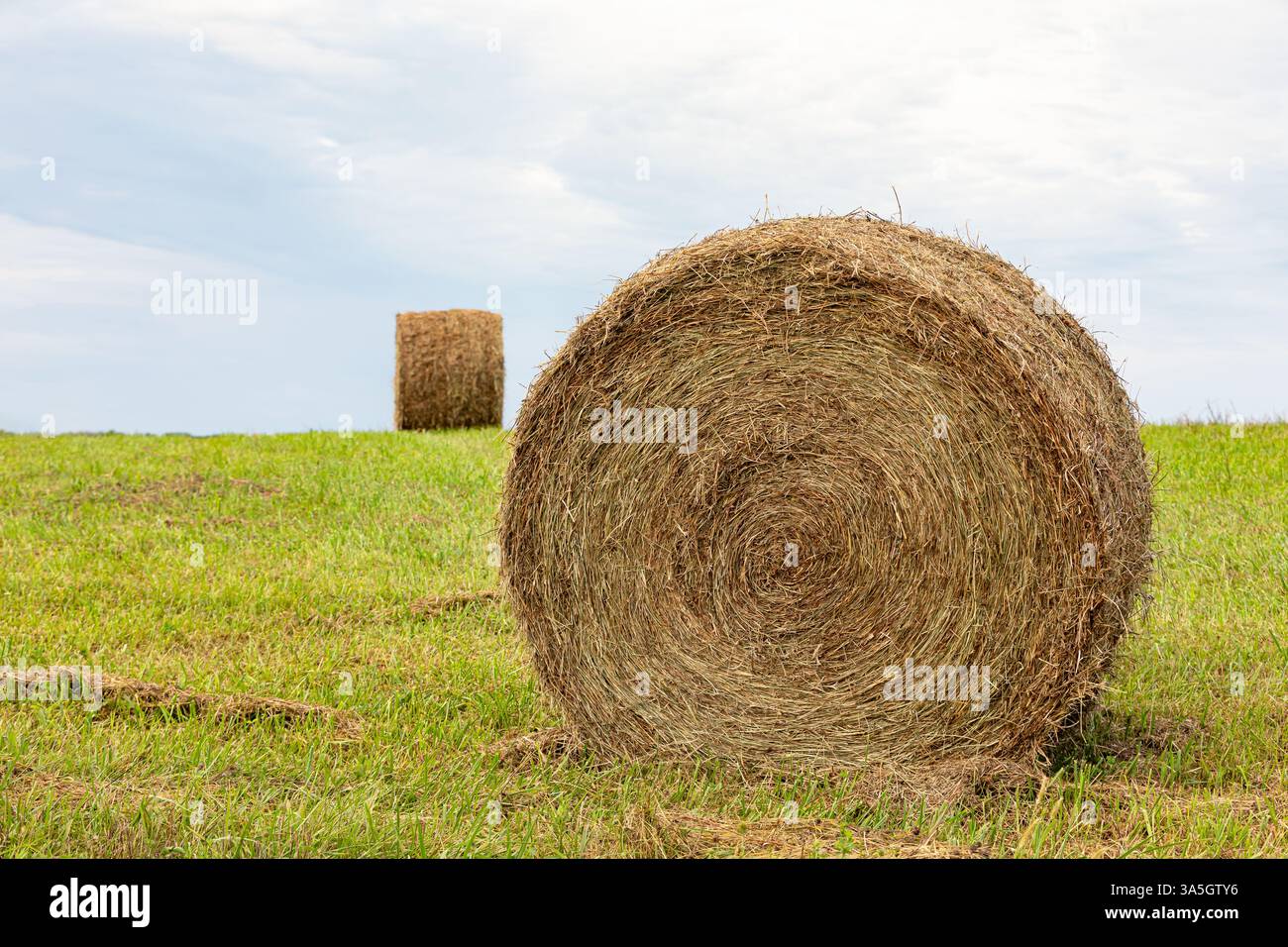 Une grosse balle de foin rond repose dans le champ après la mise en balles. Culture du foin, alimentation du bétail et concept de production de cultures fourragères. Banque D'Images