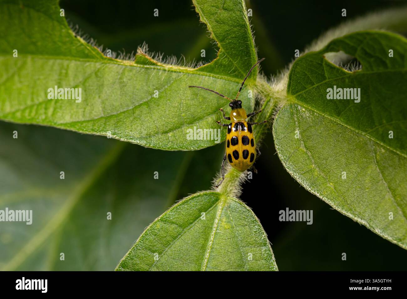 Coléoptère de la chrysomèle des racines du maïs austral sur feuille de soja. Agriculture lutte contre les ravageurs, dommages causés par les insectes et concept d'insecticide agricole. Banque D'Images