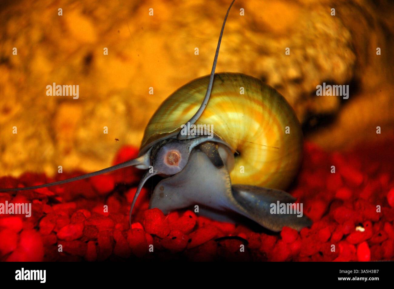 Un escargot d'eau douce montrant ses parties de bouche comme il mange des algues hors du verre d'un aquarium. Banque D'Images