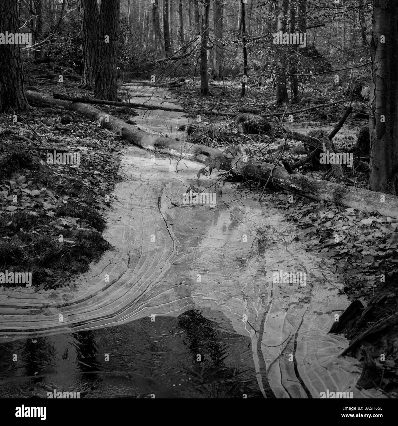 paysage forestier avec vue sur un ruisseau gelé avec un motif de glace, photographie noir et blanc, format numérique moyen Banque D'Images