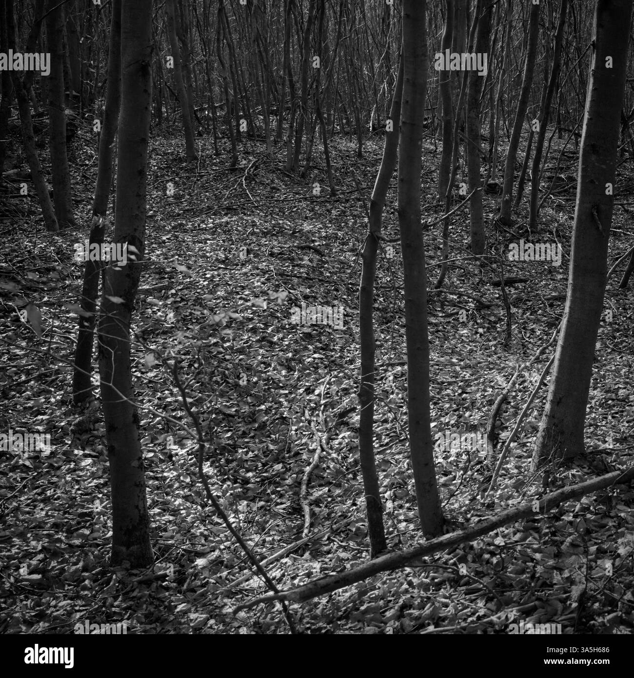 paysage forestier avec vue à travers quelques petits arbres sombres sur un terrain légèrement vallonné avec des feuilles mortes, photographie noir et blanc, format moyen numérique Banque D'Images
