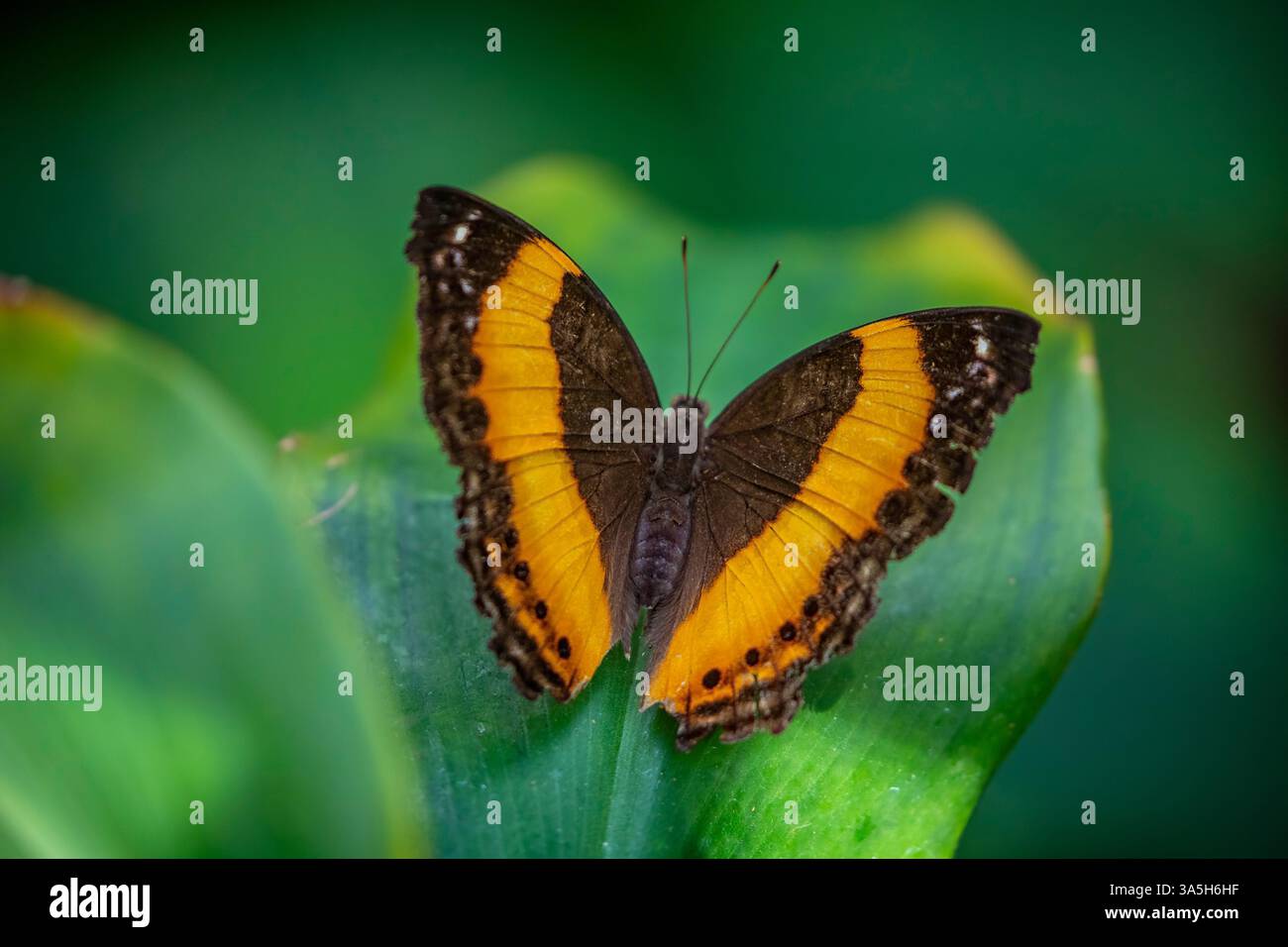 L'image rapprochée du rustique australien (prosope de Cupha). Les ailes des papillons adultes sont orange avec une large zone brune près du corps Banque D'Images