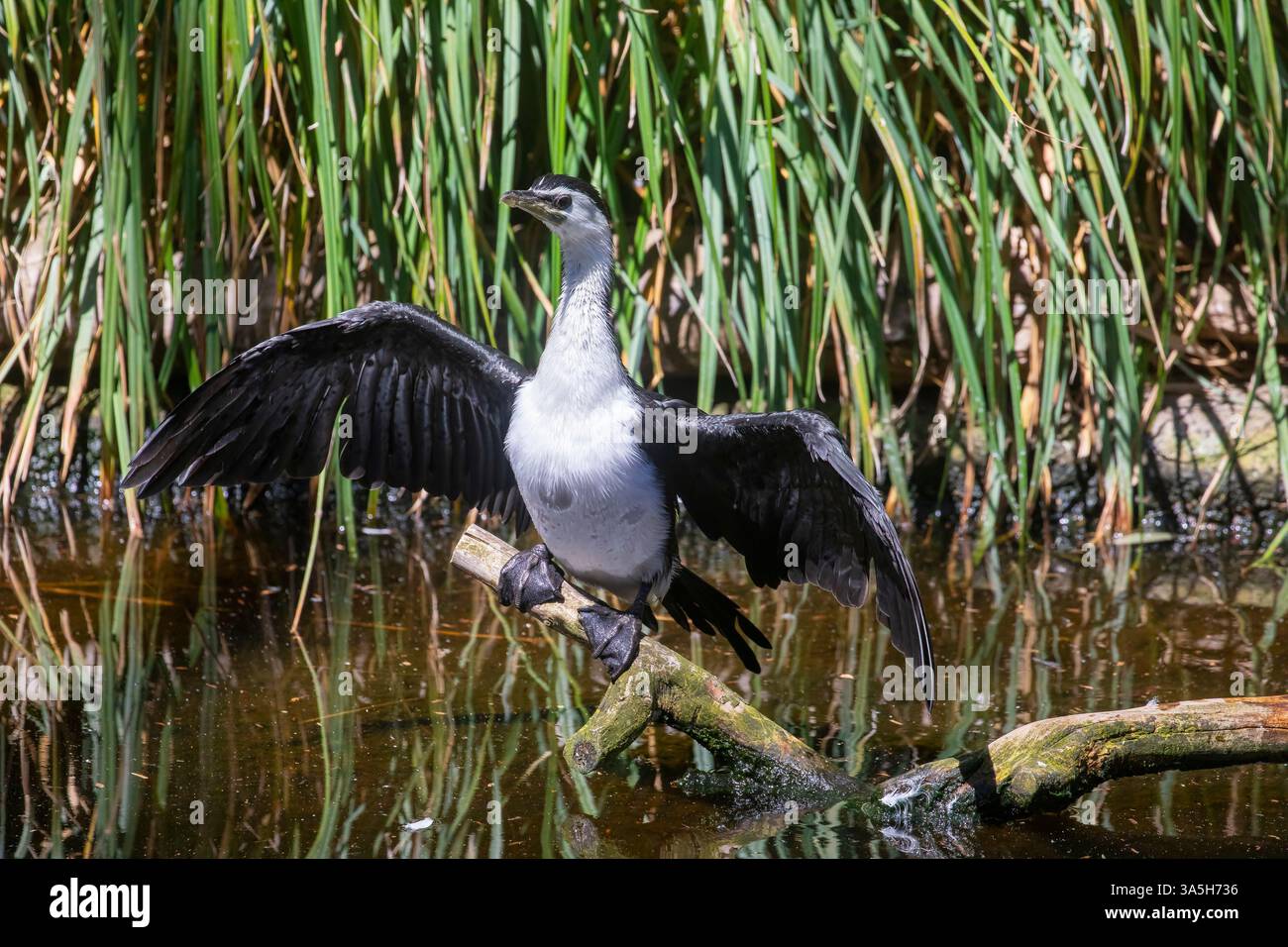 Le cormoran pied australien (Phalacrocorax varius) est un membre de taille moyenne de la famille des cormorans. On le trouve autour des côtes de l'Australasie. Banque D'Images