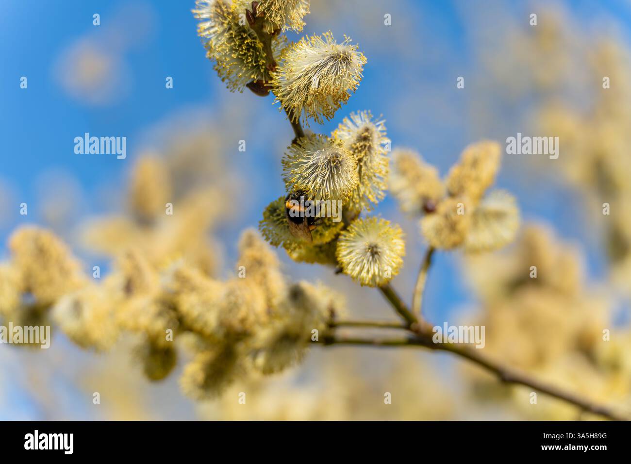 Une fleur jaune avec un insecte noir et jaune dessus. La fleur est sur une branche. La branche est sur un arbre Banque D'Images
