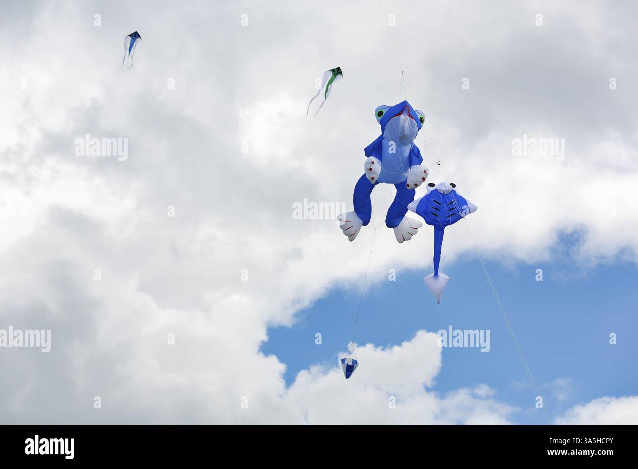 Cerfs-volants volant dans le ciel, grenouille bleue et têtard, festival de cerf-volant à Vinsebeck, Steinheim, Eggebirge et parc naturel de la forêt du sud de Teutoburg, Wes Banque D'Images