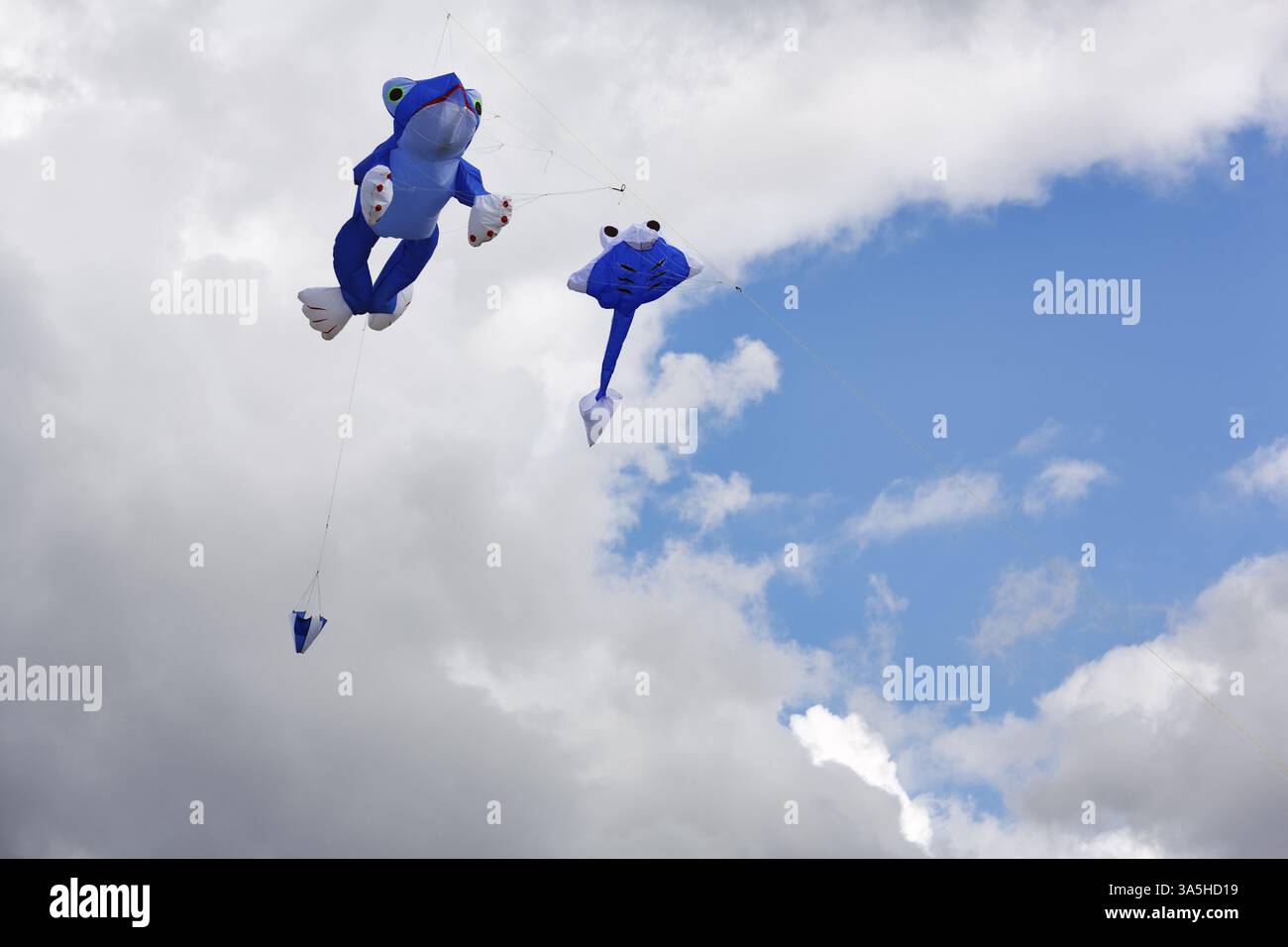 Deux cerfs-volants volant devant les nuages de pluie, grenouille bleue et têtard, festival de cerf-volant à Vinsebeck, Steinheim, parc naturel Eggebirge et sud de Teut Banque D'Images