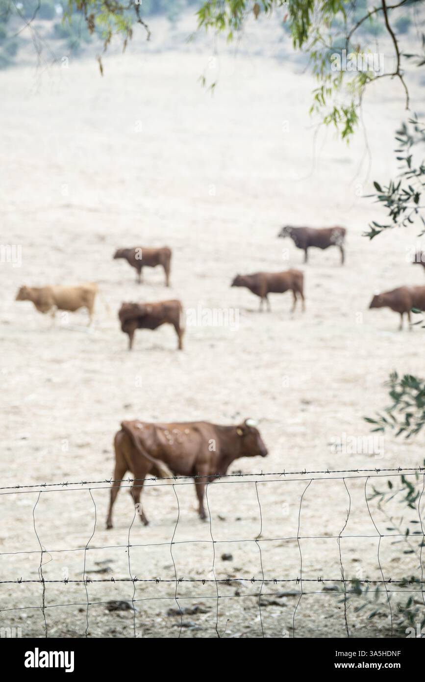 Les vaches sur ferme laitière. Les vaches brunes derrière fence Banque D'Images
