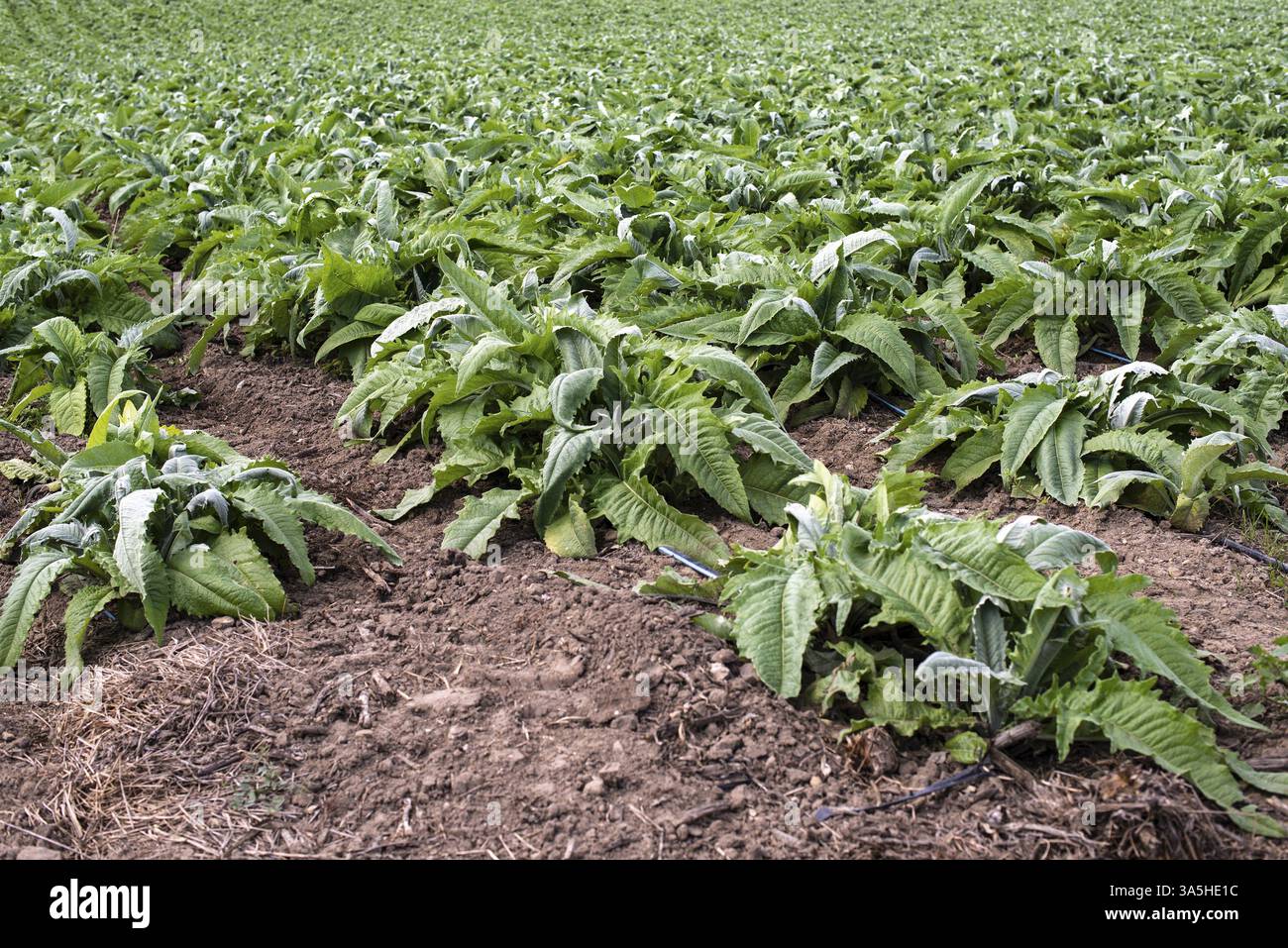 Plantation industrielle d'artichauts en rangées. Cultiver des artichauts dans une grande ferme Banque D'Images Plantation industrielle d'artichauts en rangées. Cultiver des artichauts dans une grande ferme Banque D'Images
