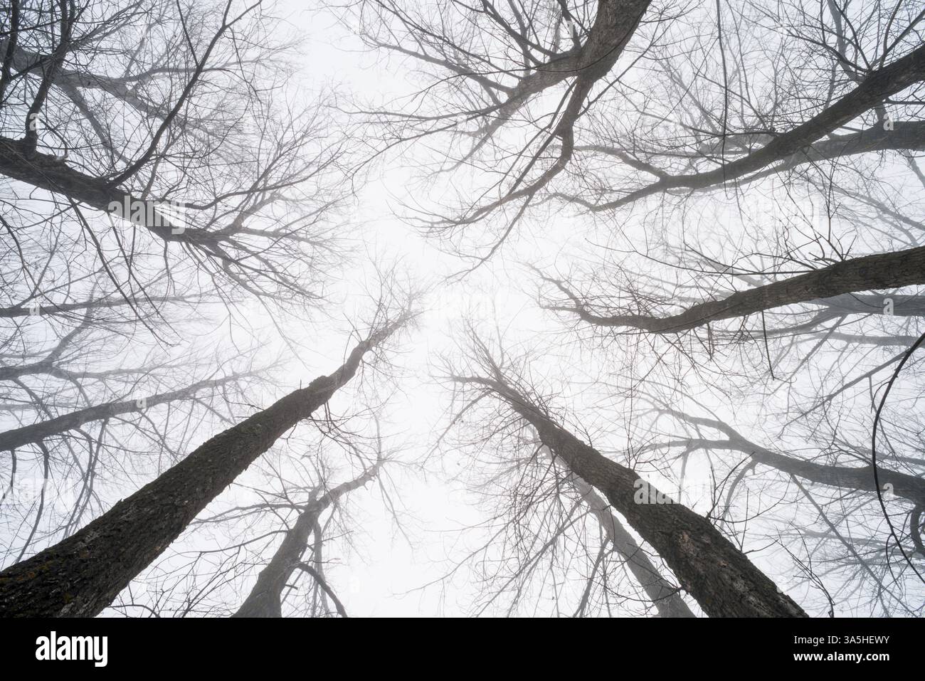 Grands arbres dans le brouillard. Et le brouillard de la forêt Banque D'Images Grands arbres dans le brouillard. Et le brouillard de la forêt Banque D'Images