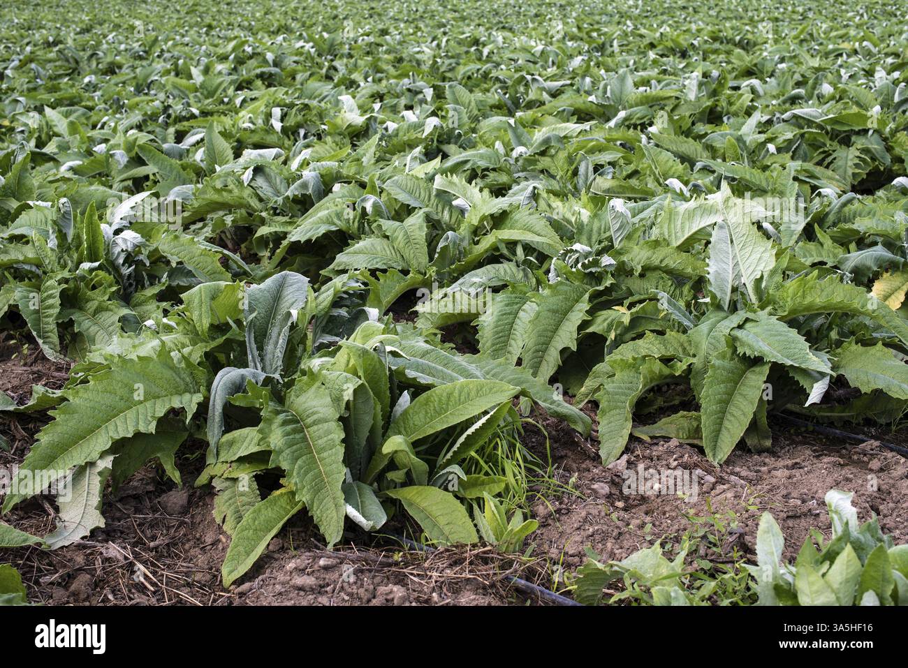 Plantation industrielle d'artichauts en rangées. Cultiver des artichauts dans une grande ferme Banque D'Images Plantation industrielle d'artichauts en rangées. Cultiver des artichauts dans une grande ferme Banque D'Images