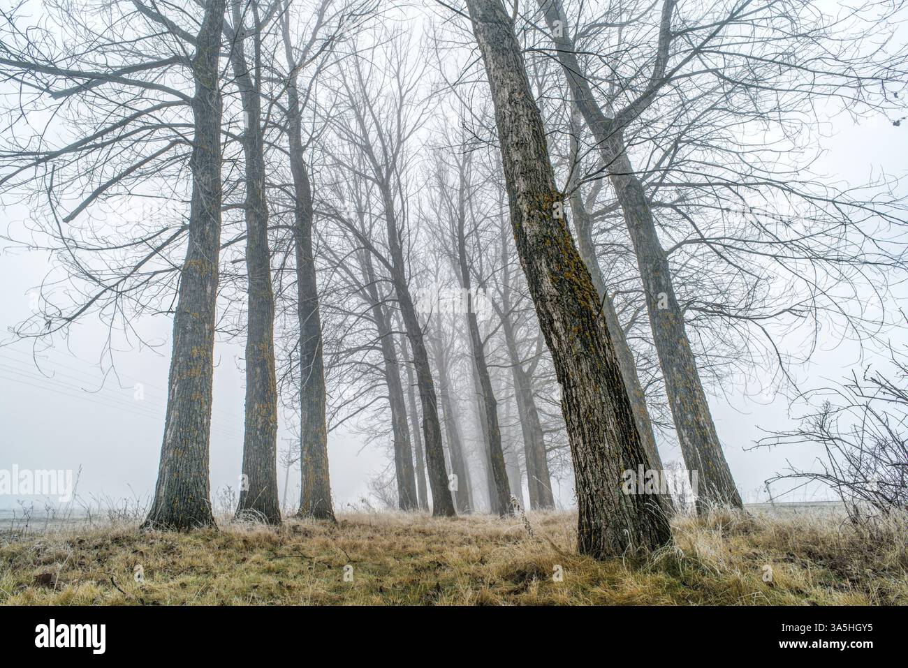Grands arbres dans le brouillard. Et le brouillard de la forêt Banque D'Images Grands arbres dans le brouillard. Et le brouillard de la forêt Banque D'Images