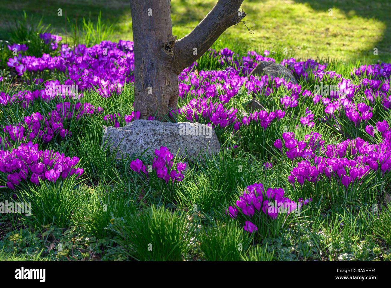 fleurs de crocus violettes autour de la base de l'arbre dans le jardin Banque D'Images