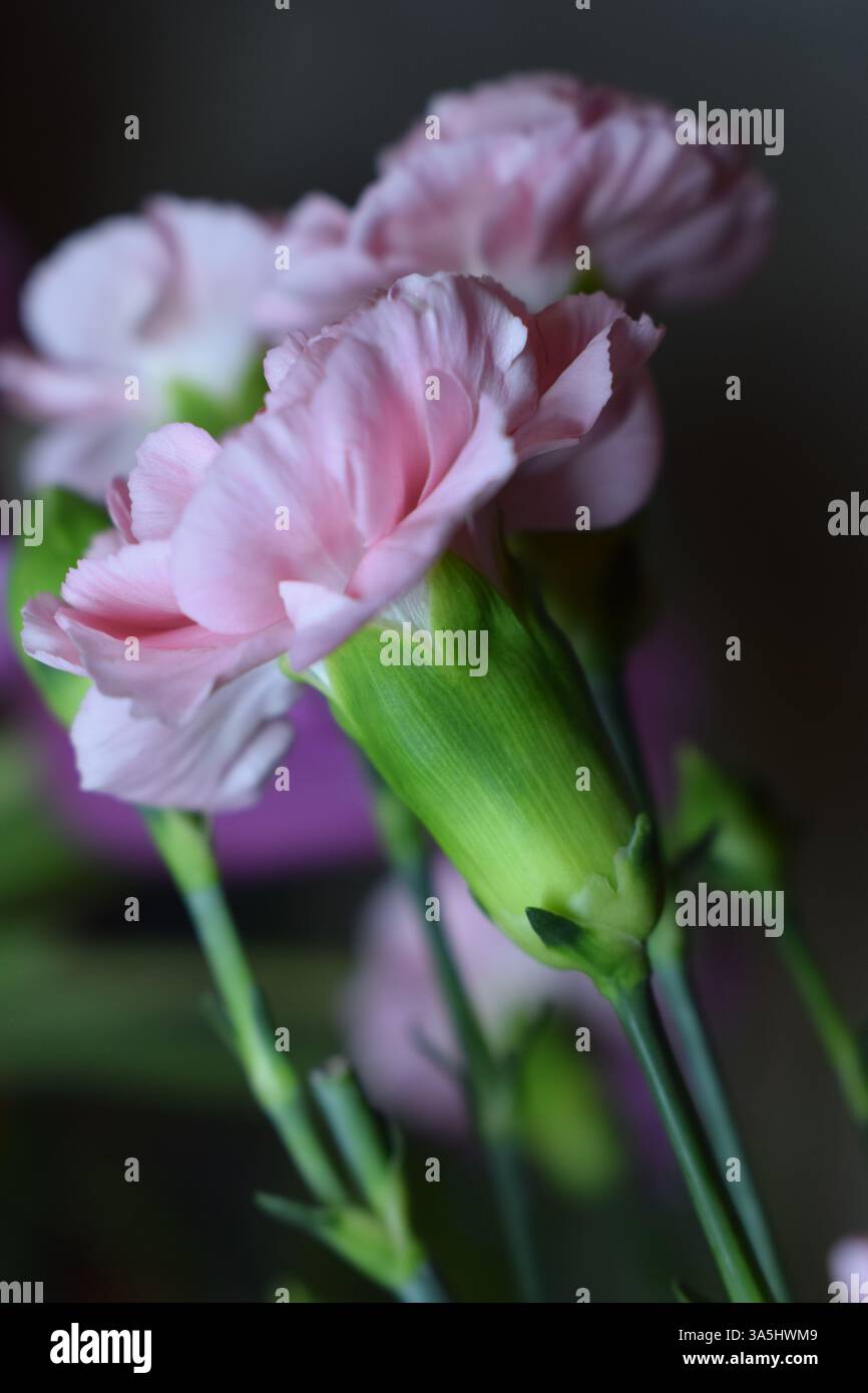 Une vue rapprochée des œillets roses, mettant en valeur leurs délicats pétales ornés de différentes nuances de rose et de blanc. L'arrière-plan flou souligne Banque D'Images