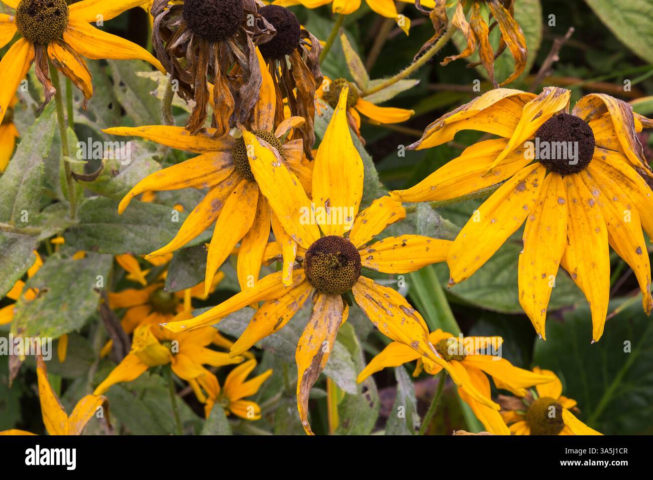 Rudbeckia fulgida 'Goldsturm' - Coneflowers en état flétri par manque de précipitations en été. Banque D'Images