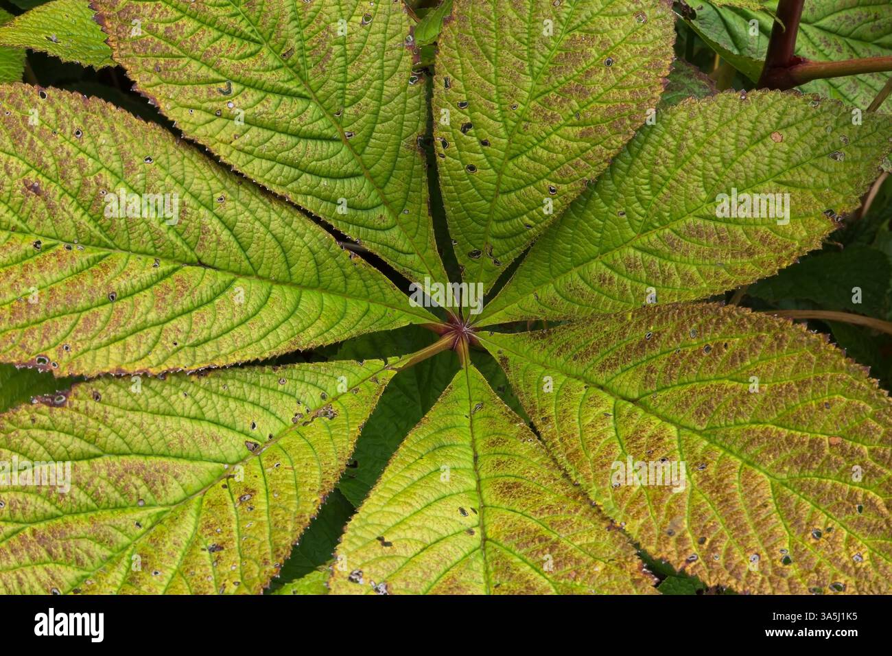 Gros plan des feuilles de Rodgersia pinnata 'Superba' endommagées par les insectes en été. Banque D'Images