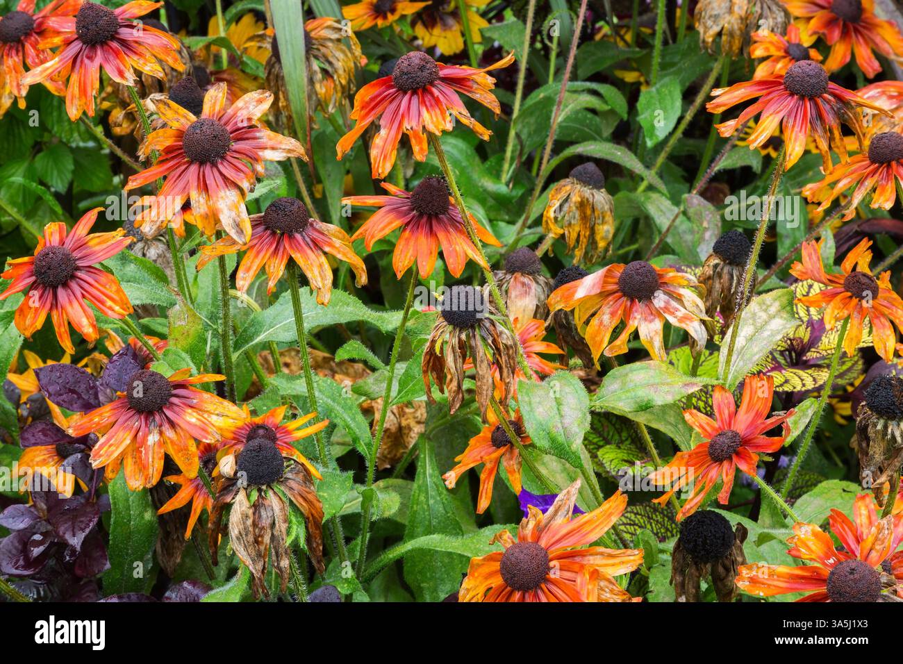 Rudbeckia hirta - Fleurs coniques en état de flétrissement par manque de pluie en été. Banque D'Images