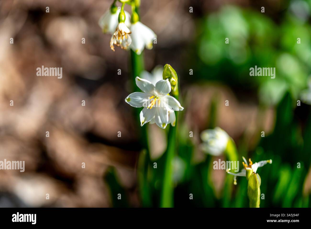 Flocon de neige d'été, Leucojum vernum, communément appelé flocon de neige de printemps ou d'été Banque D'Images