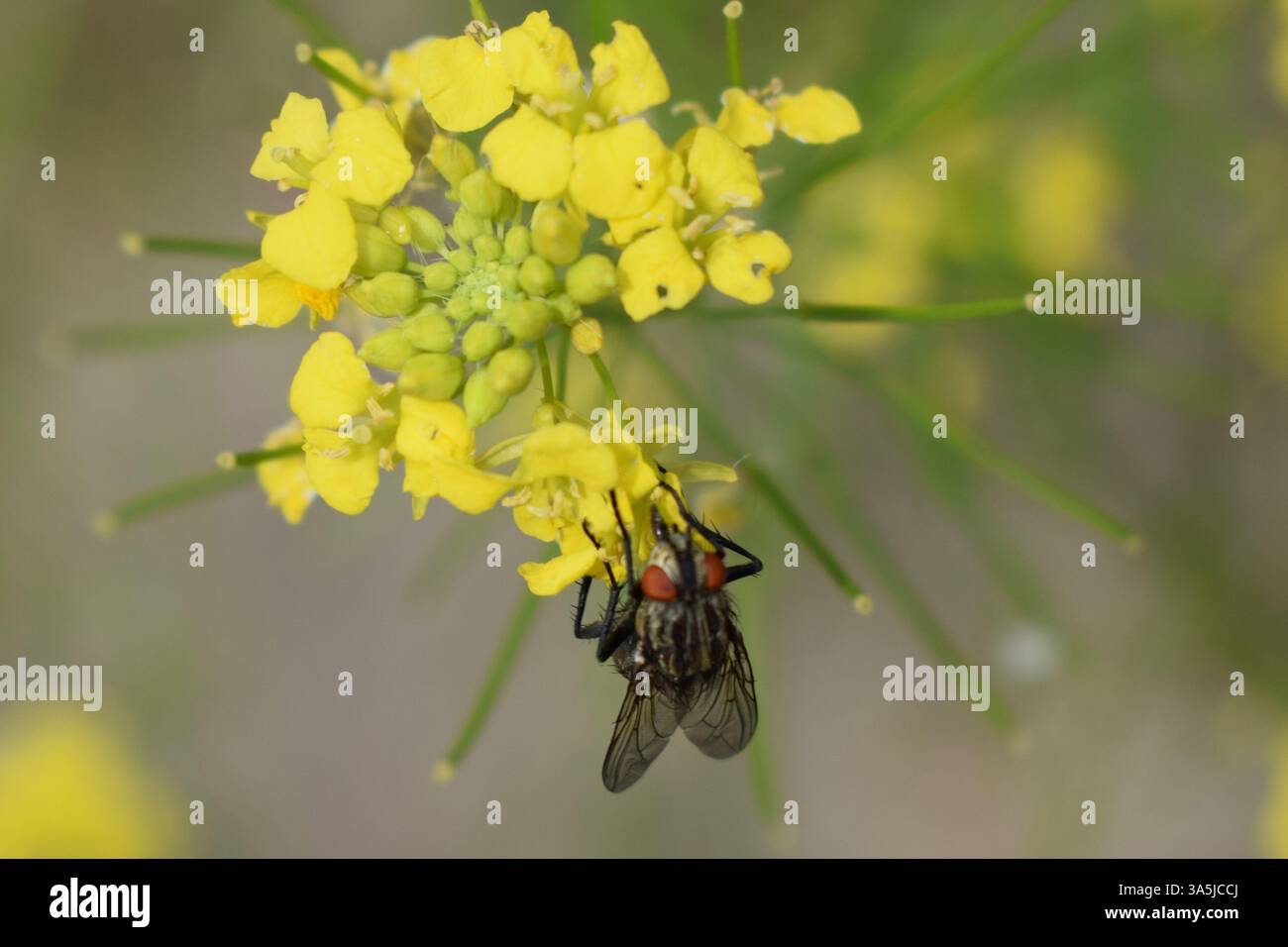 Une mouche perchée sur une fleur jaune. La fleur a plusieurs pétales et étamines visibles, avec un fond vert flou. La mouche est focalisée, haute Banque D'Images