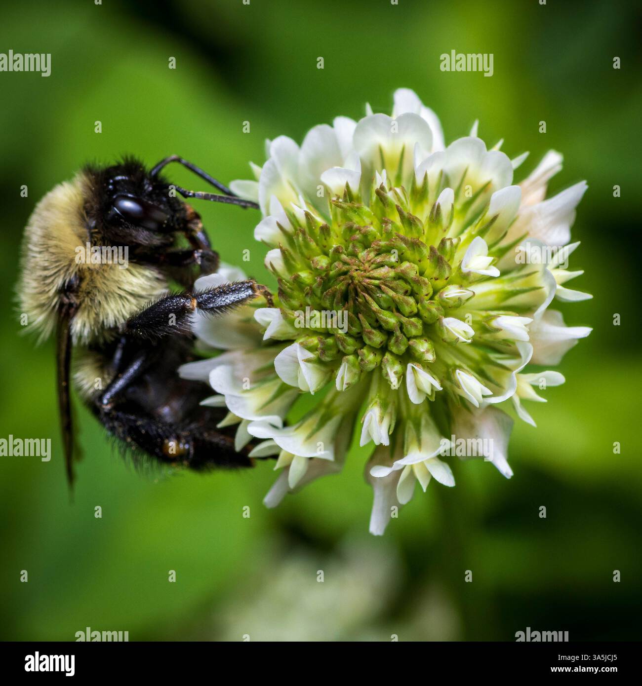 Un bourdon recueille le pollen de la fleur de trèfle au printemps. Banque D'Images