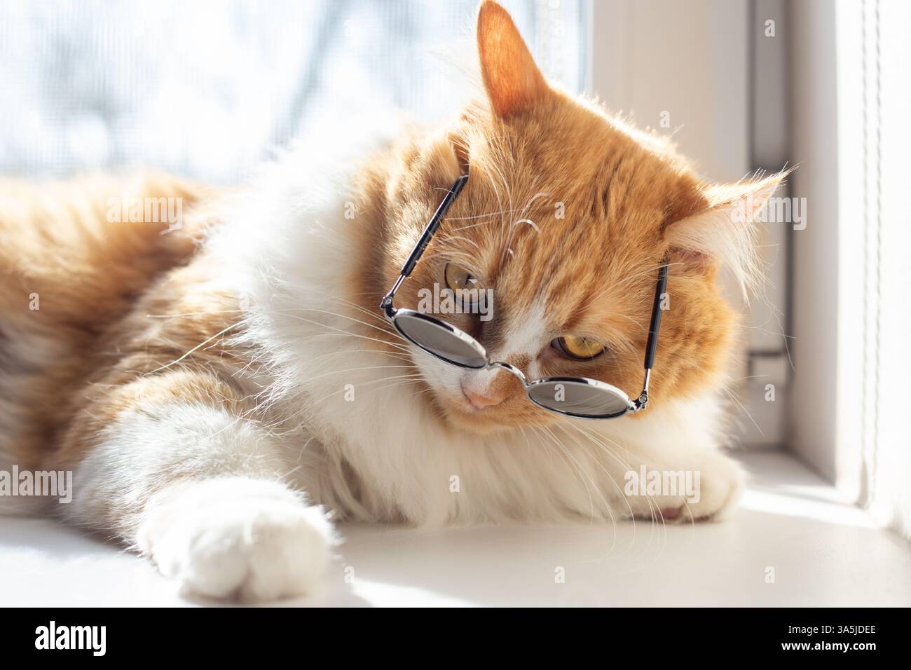 Chat moelleux dans des lunettes de soleil avec un regard sévère couché sur le rebord de la fenêtre un jour de printemps ensoleillé. Banque D'Images