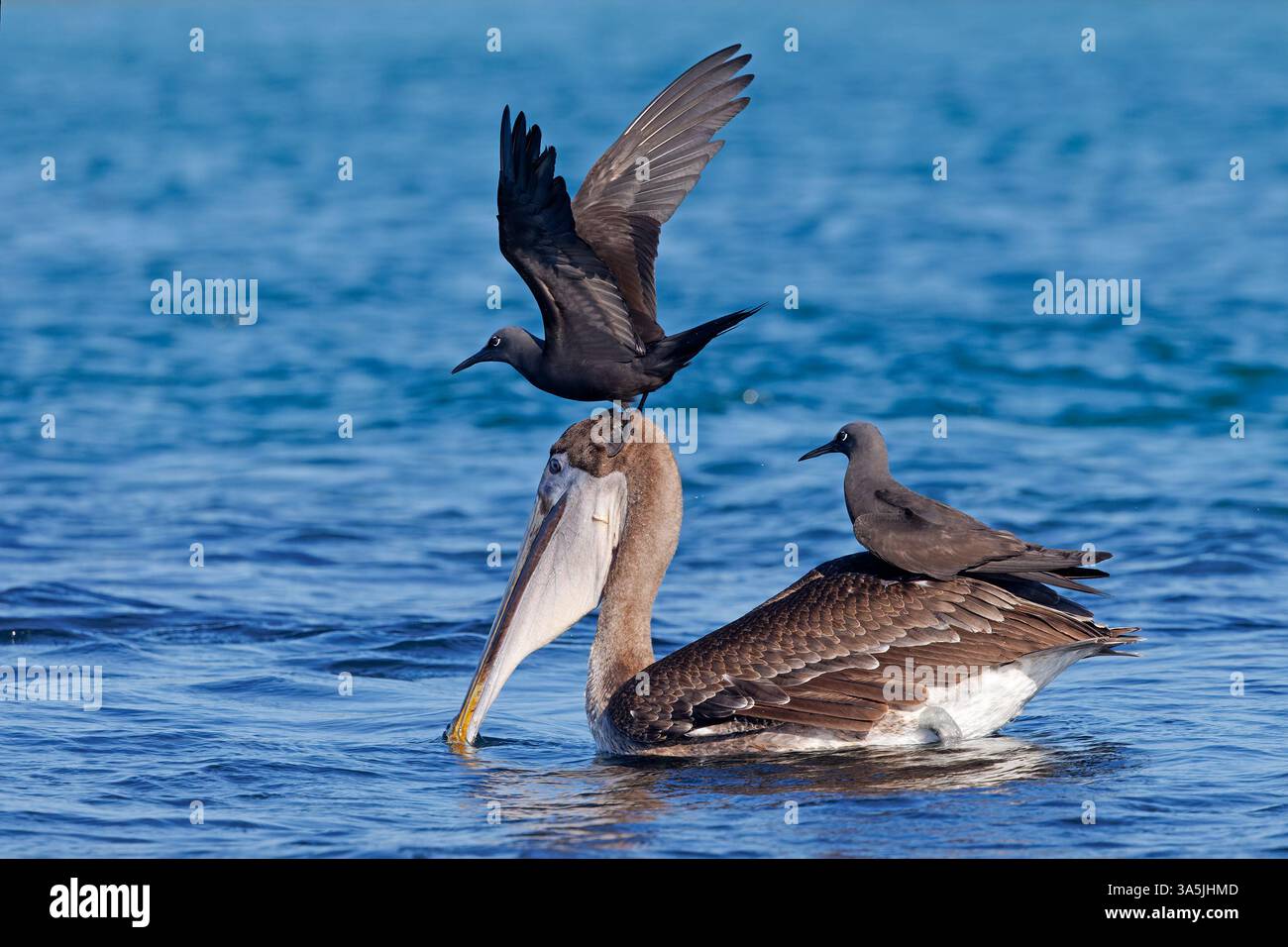 Noddies bruns (Anous stolidus) assis sur un pélican brun alors qu'il se nourrit dans une école de petits poissons - les îles Galapagos Banque D'Images