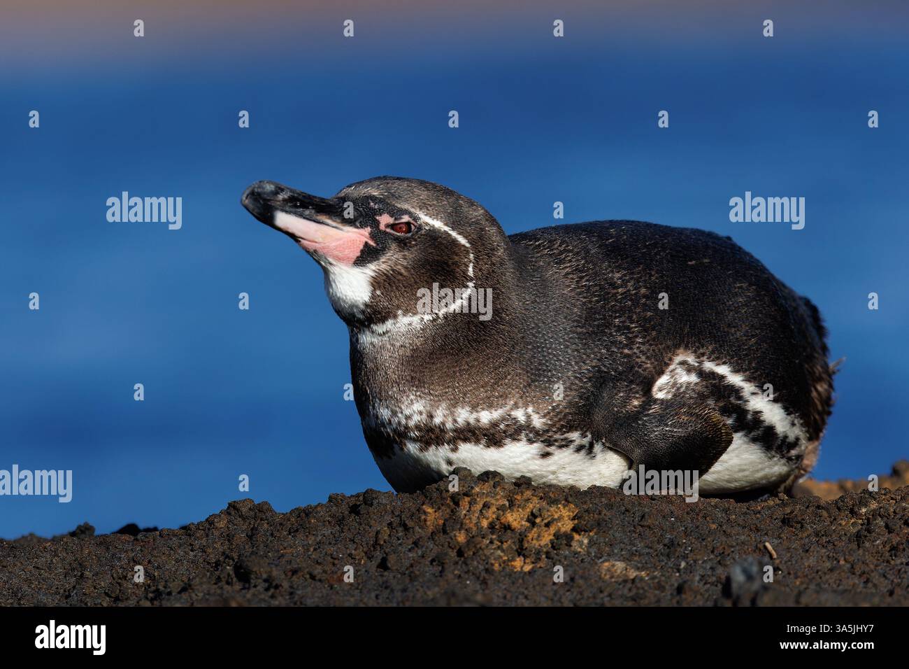 Manchot des Galapagos (Spheniscus mendiculus) couché sur un rocher Banque D'Images