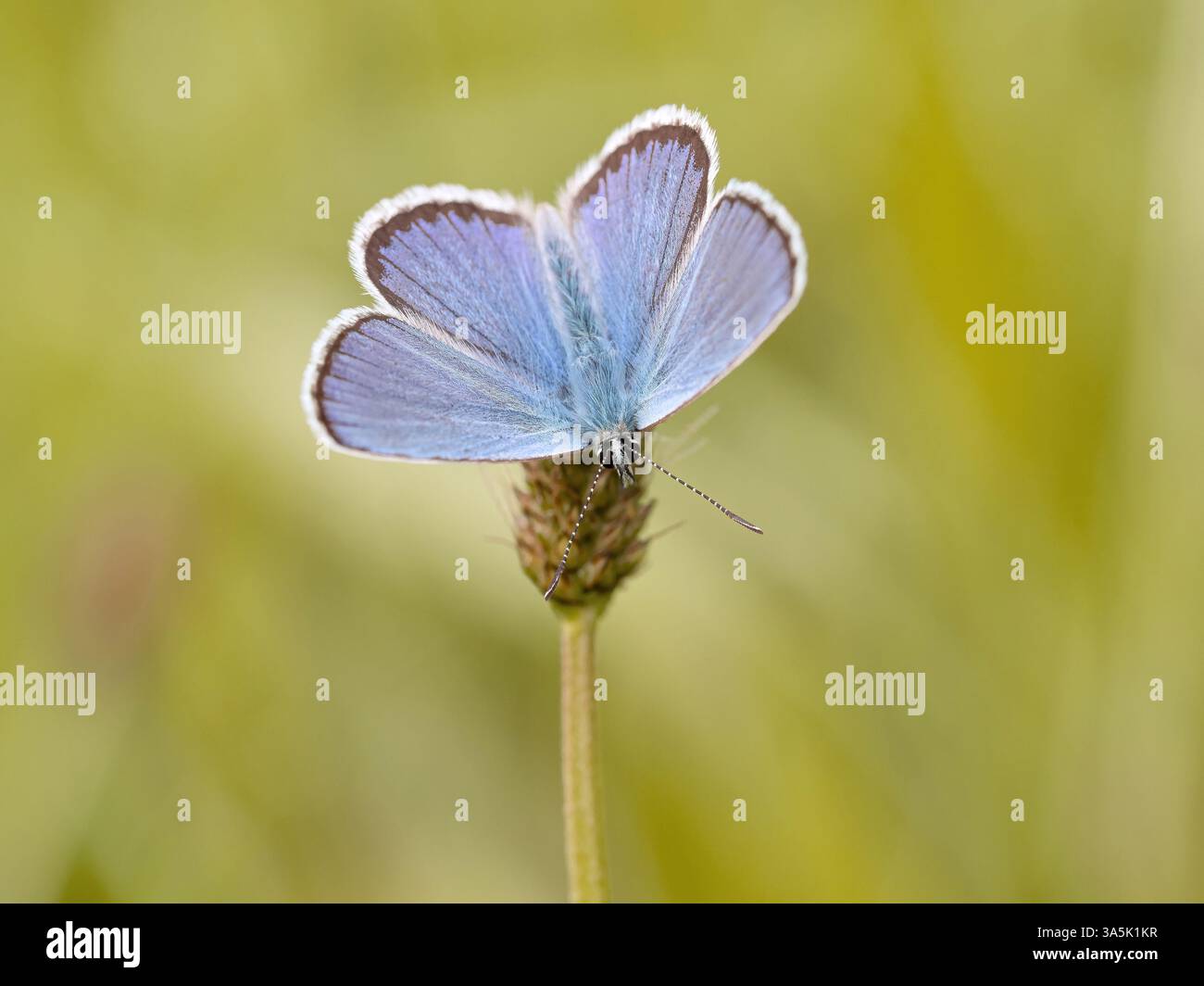 Gossamer-winged butterfly Banque D'Images Gossamer-winged butterfly Banque D'Images
