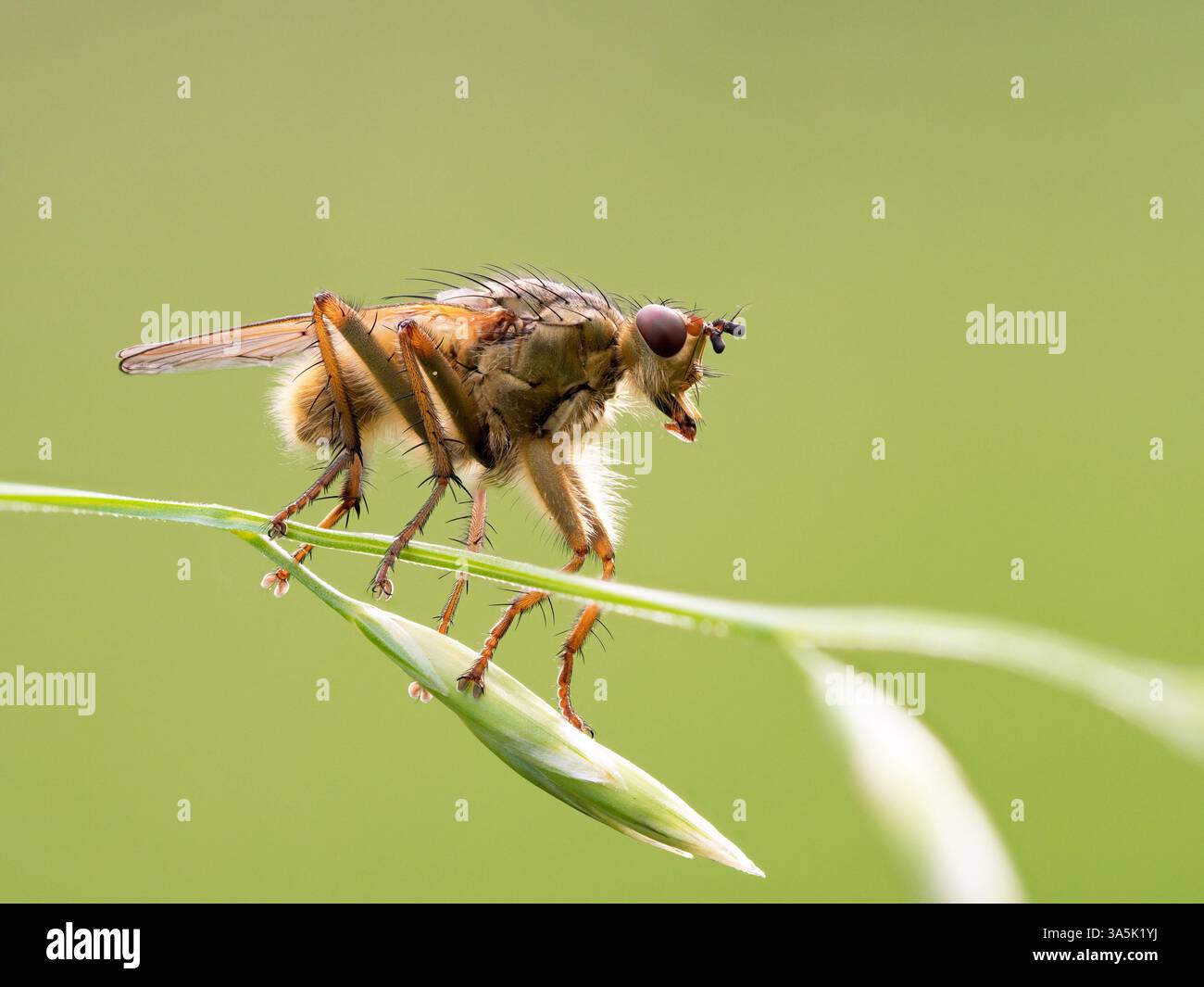 La bouse jaune commun-fly Banque D'Images La bouse jaune commun-fly Banque D'Images