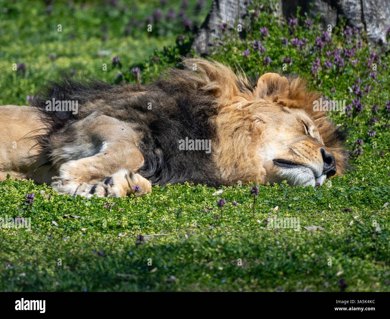 Royal Slumber – même le roi a besoin de repos Banque D'Images Royal Slumber – même le roi a besoin de repos Banque D'Images