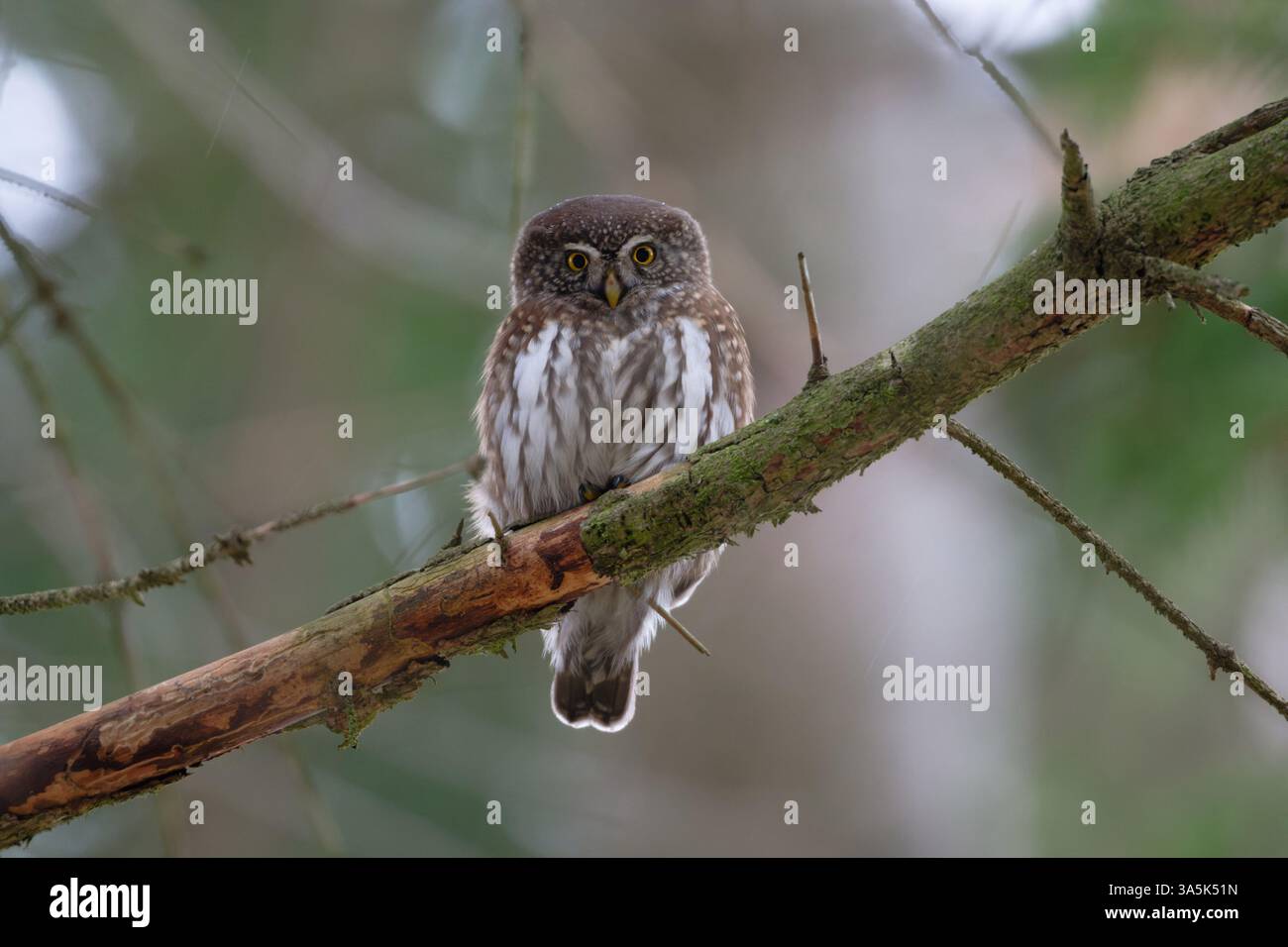 Eurasian Pygmy Owl Banque D'Images Eurasian Pygmy Owl Banque D'Images