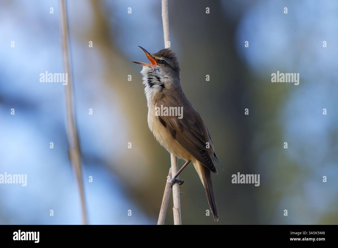 Grand reed warbler Banque D'Images