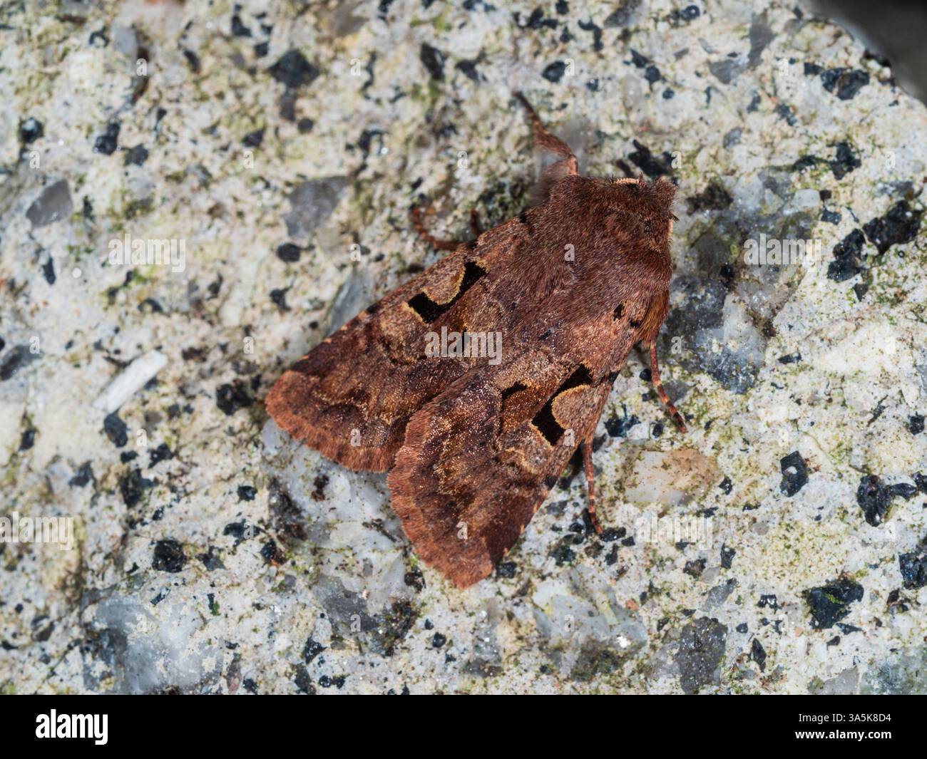Adulte, début de printemps volant UK Noctuid Moth, Orthosia gothica, personnage hébreu, dans un jardin britannique Banque D'Images