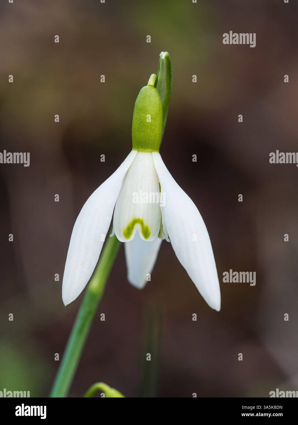 Fleur de la goutte de neige florissante au début du printemps, Galanthus nivalis 'Egret' Banque D'Images