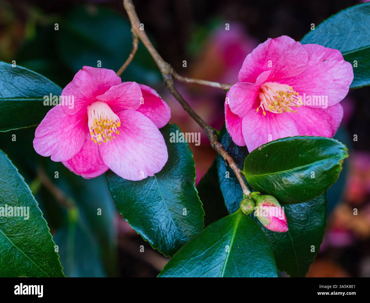 Petites fleurs uniques du début du printemps de l'hybride à feuilles persistantes Camellia cuspidata x japonica 'Cornish Spring' Banque D'Images