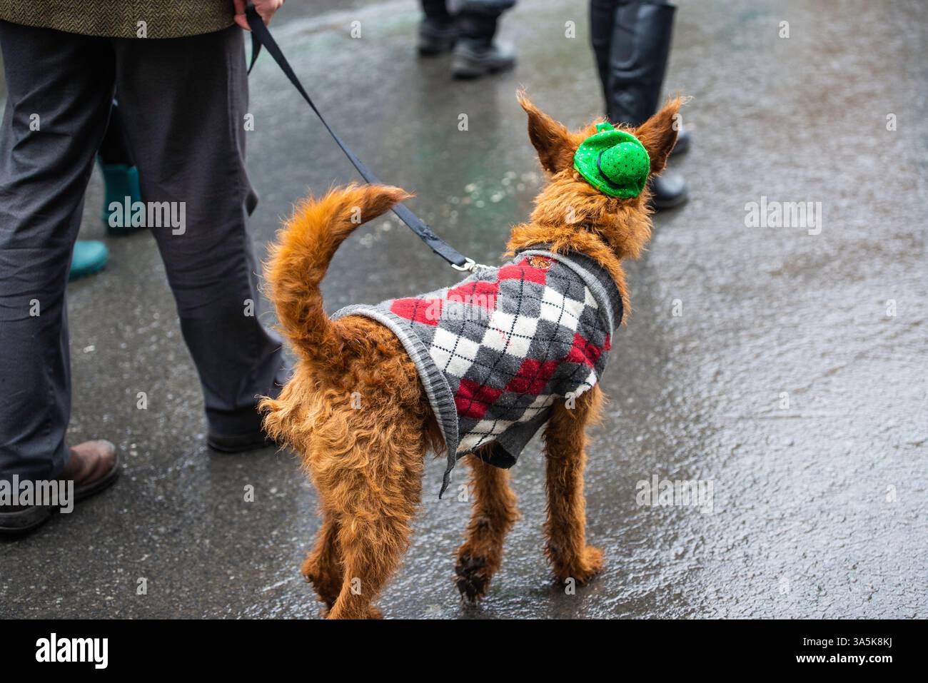 Montréal, Canada - 16 mars 2025： les gens célèbrent le défilé de la Saint Patrick au centre-ville de Montréal Banque D'Images