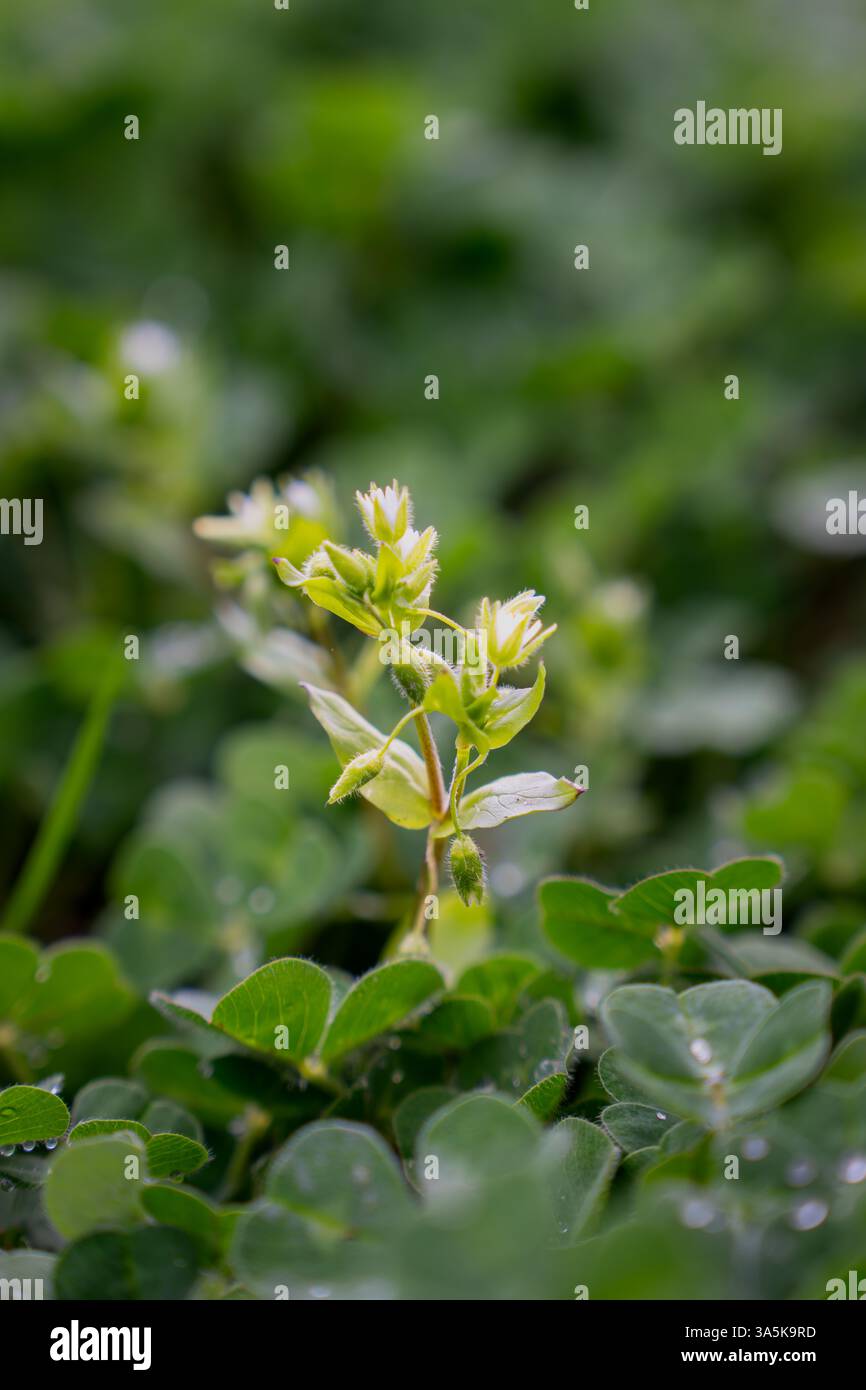 Issaquah WA USA - 22 mars 2025 : Lamium Purpureum (ortie morte pourpre) en fleurs au parc d'État du lac Sammamish Banque D'Images