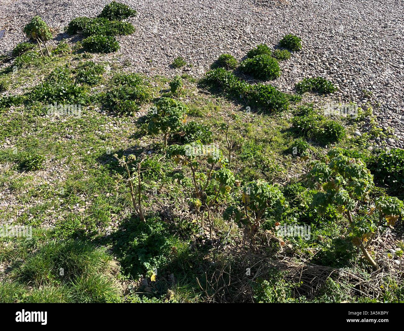 Sidmouth dans Devon Banque D'Images