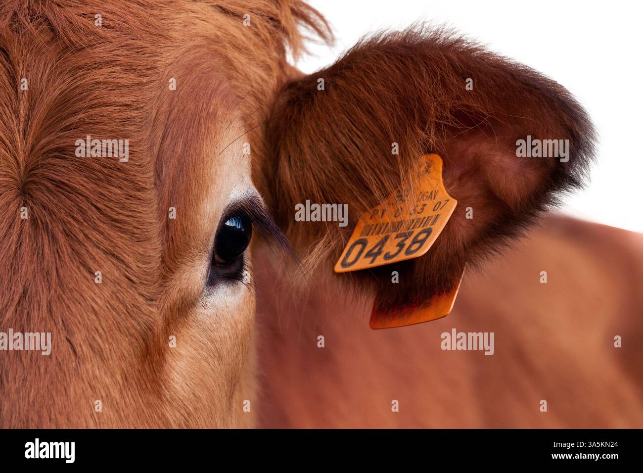 Un gros plan captivant présentant une partie du visage d'une adorable vache au gingembre. L'image se concentre sur un grand œil noir proéminent accentué par Banque D'Images