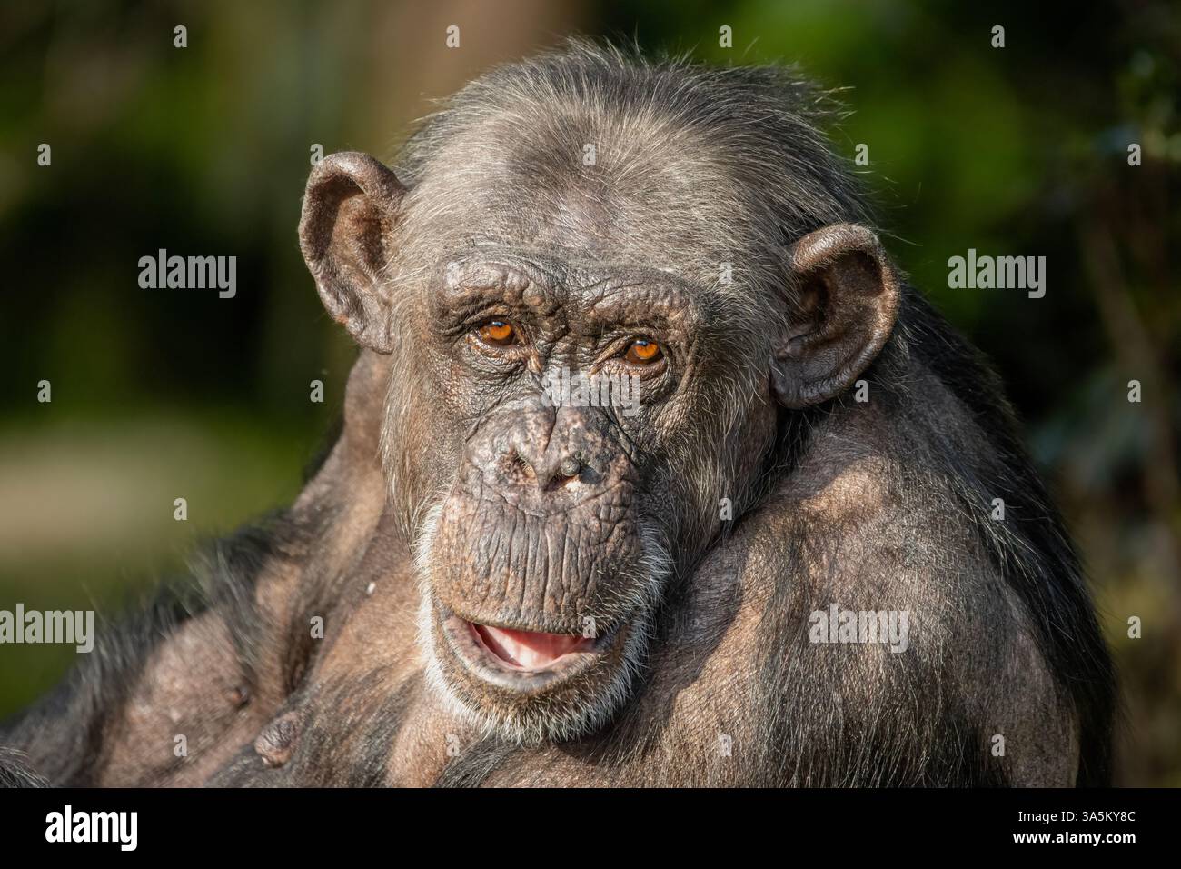 Portrait de chimpanzé Banque D'Images