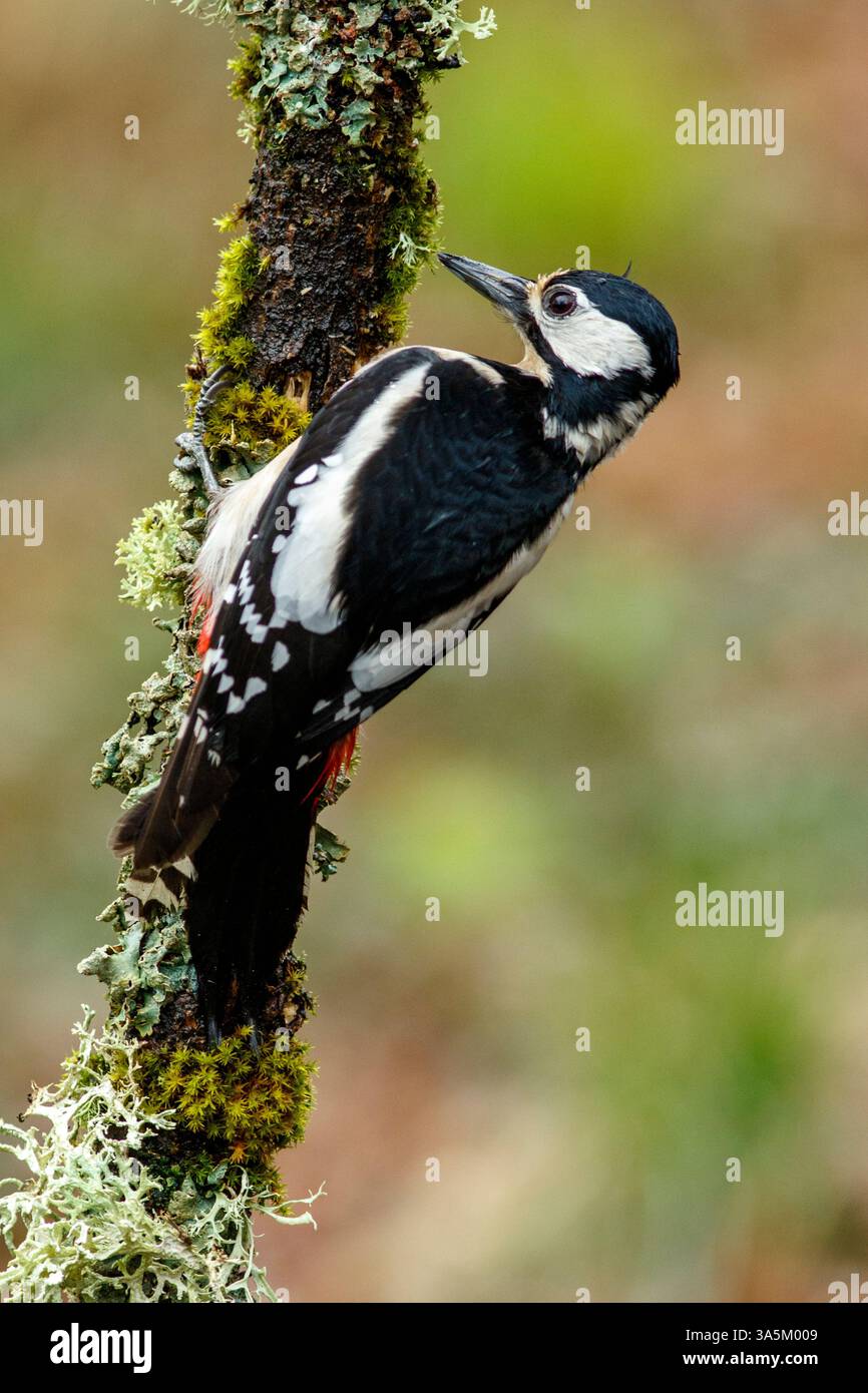 Grand pic tacheté (Dendrocopos Major) perché sur une branche au milieu de la forêt. Banque D'Images
