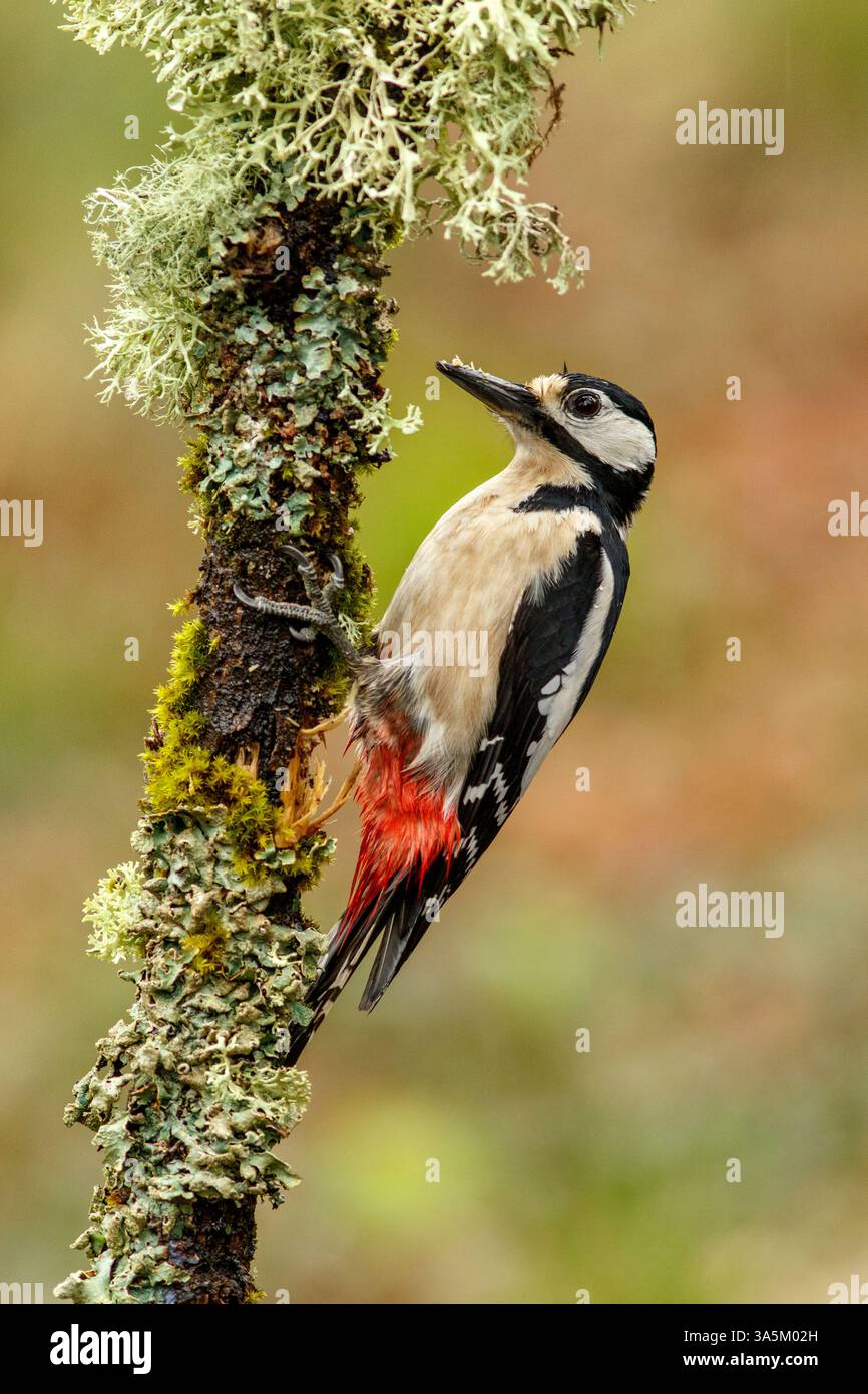 Grand pic tacheté (Dendrocopos Major) perché sur une branche au milieu de la forêt. Banque D'Images