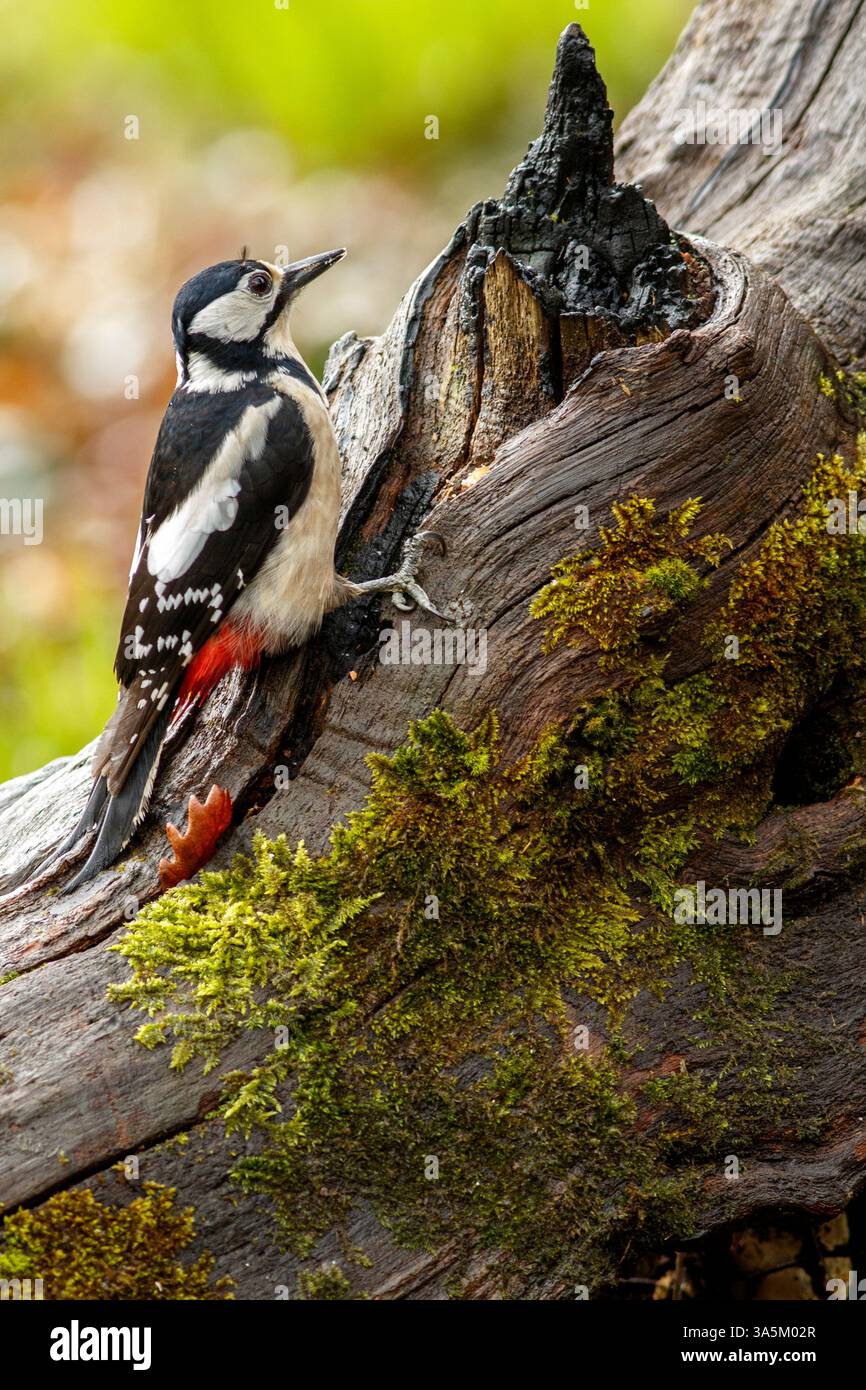 Grand pic tacheté (Dendrocopos Major) perché sur une branche au milieu de la forêt. Banque D'Images